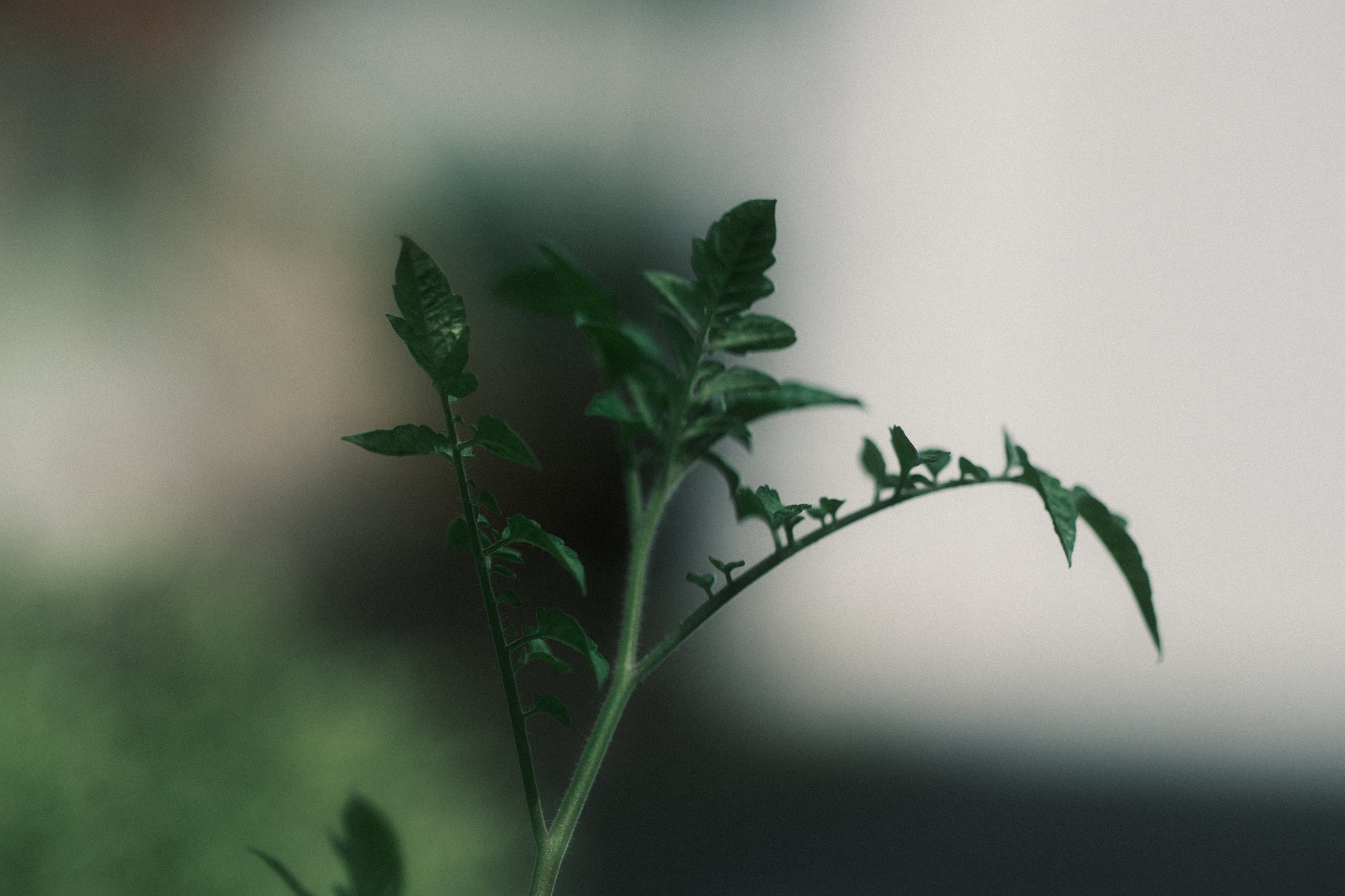 A close-up of green plant leaves with a blurred background