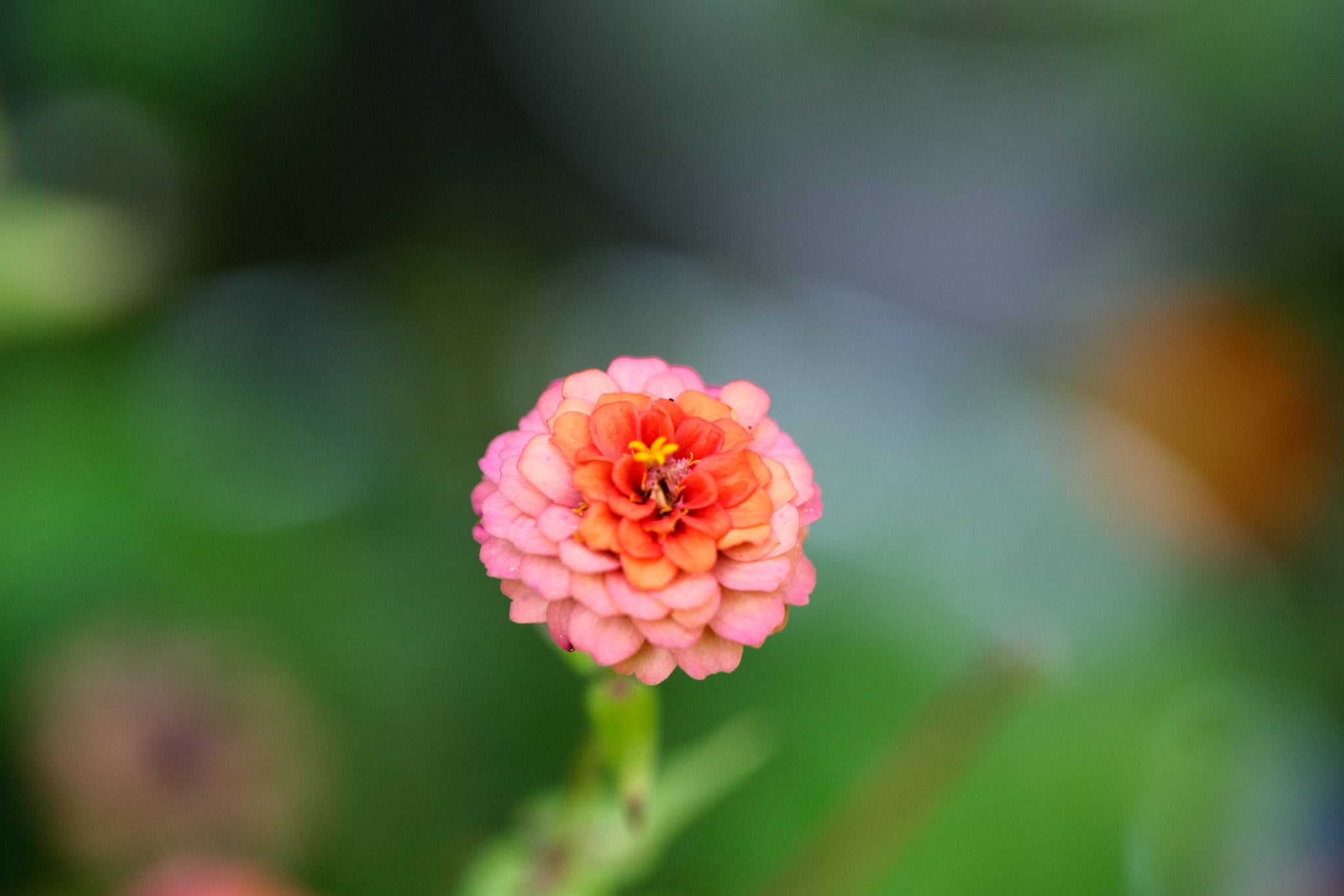 A small, pink flower in bloom with soft, blurred green background for emphasis