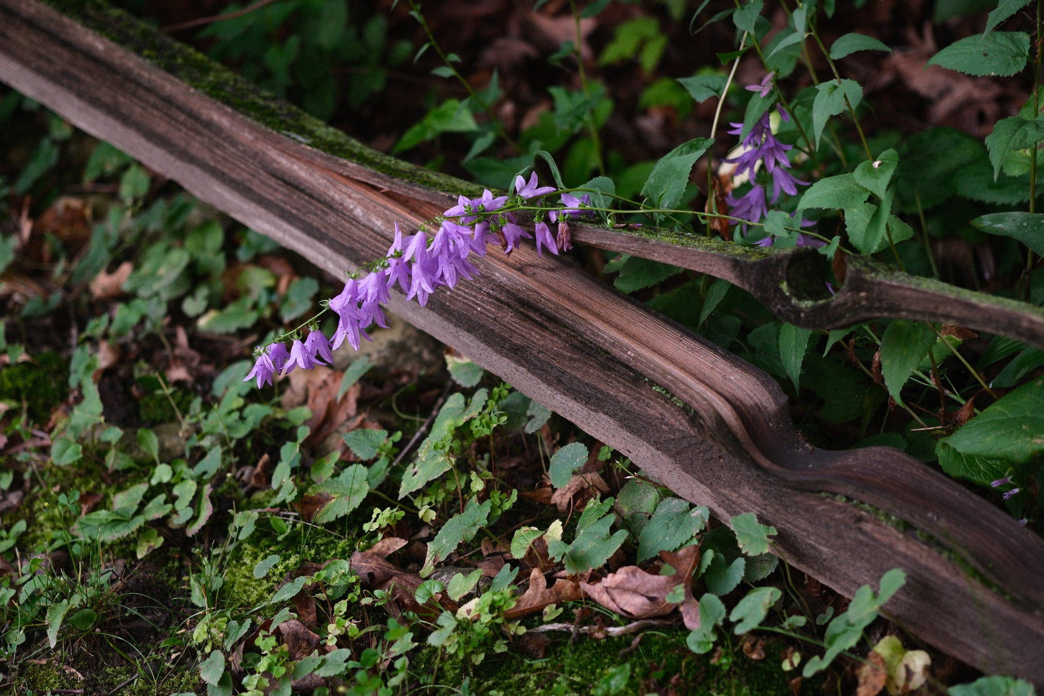 Cluster of small purple flowers growing beside a weathered wooden log amid dense green groundcover and foliage