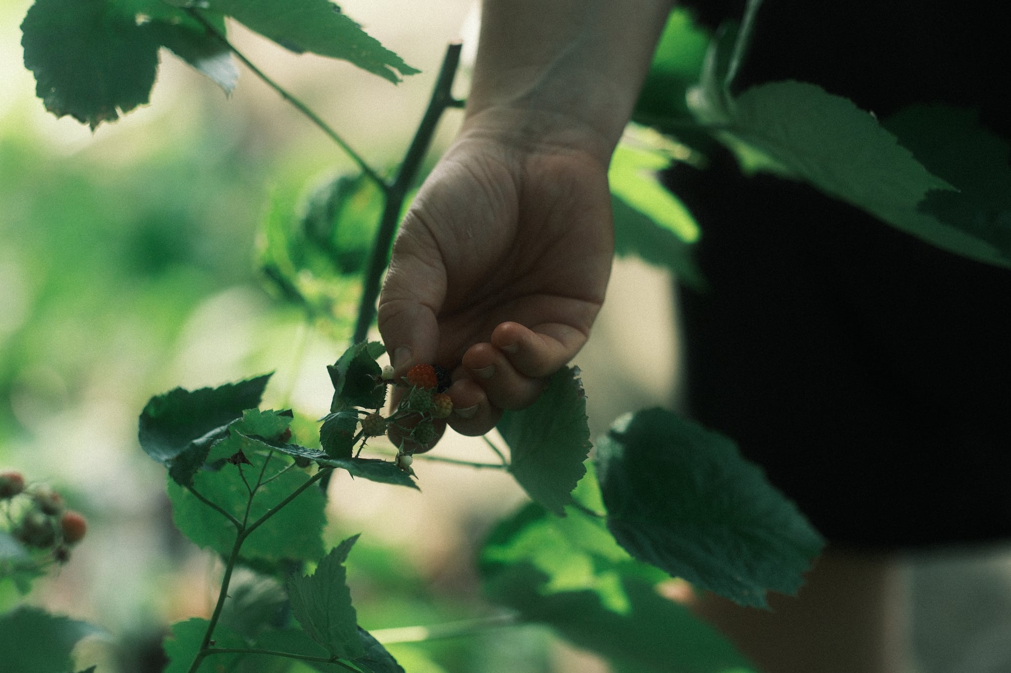 A hand gently holding a small branch with green leaves, surrounded by a natural, leafy environment