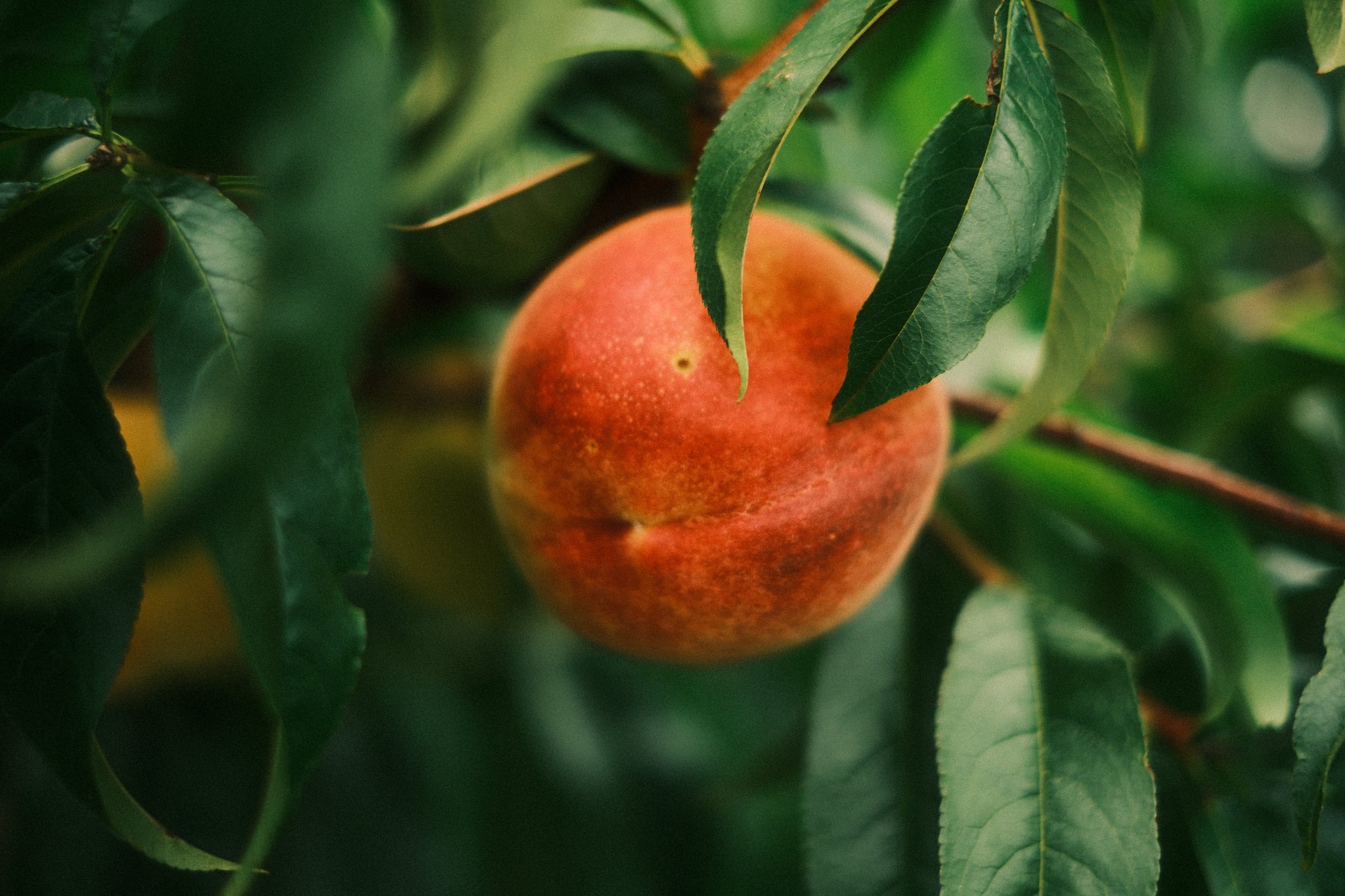 Close-up of a ripe peach hanging from a tree branch amid green leaves