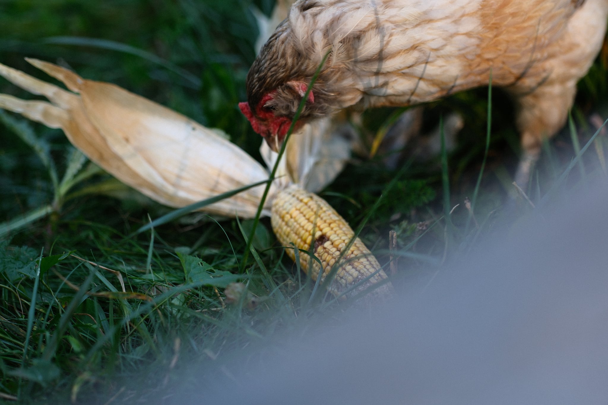 A chicken pecking at corn surrounded by grass