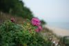 Pink wildflowers in bloom along a coastal hillside overlooking a sandy beach and calm sea