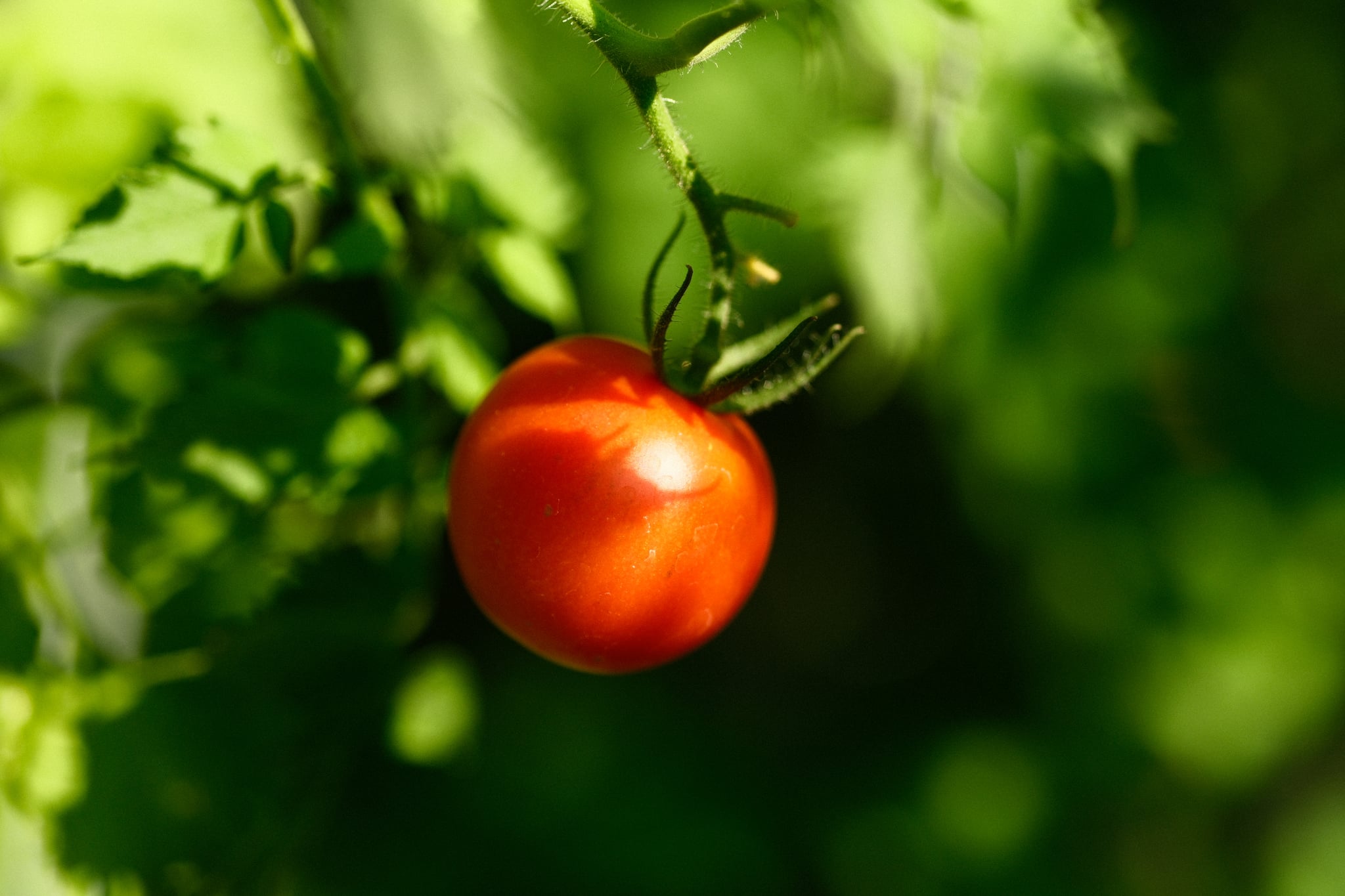 A ripe red tomato hanging on a vine with a background of green leaves