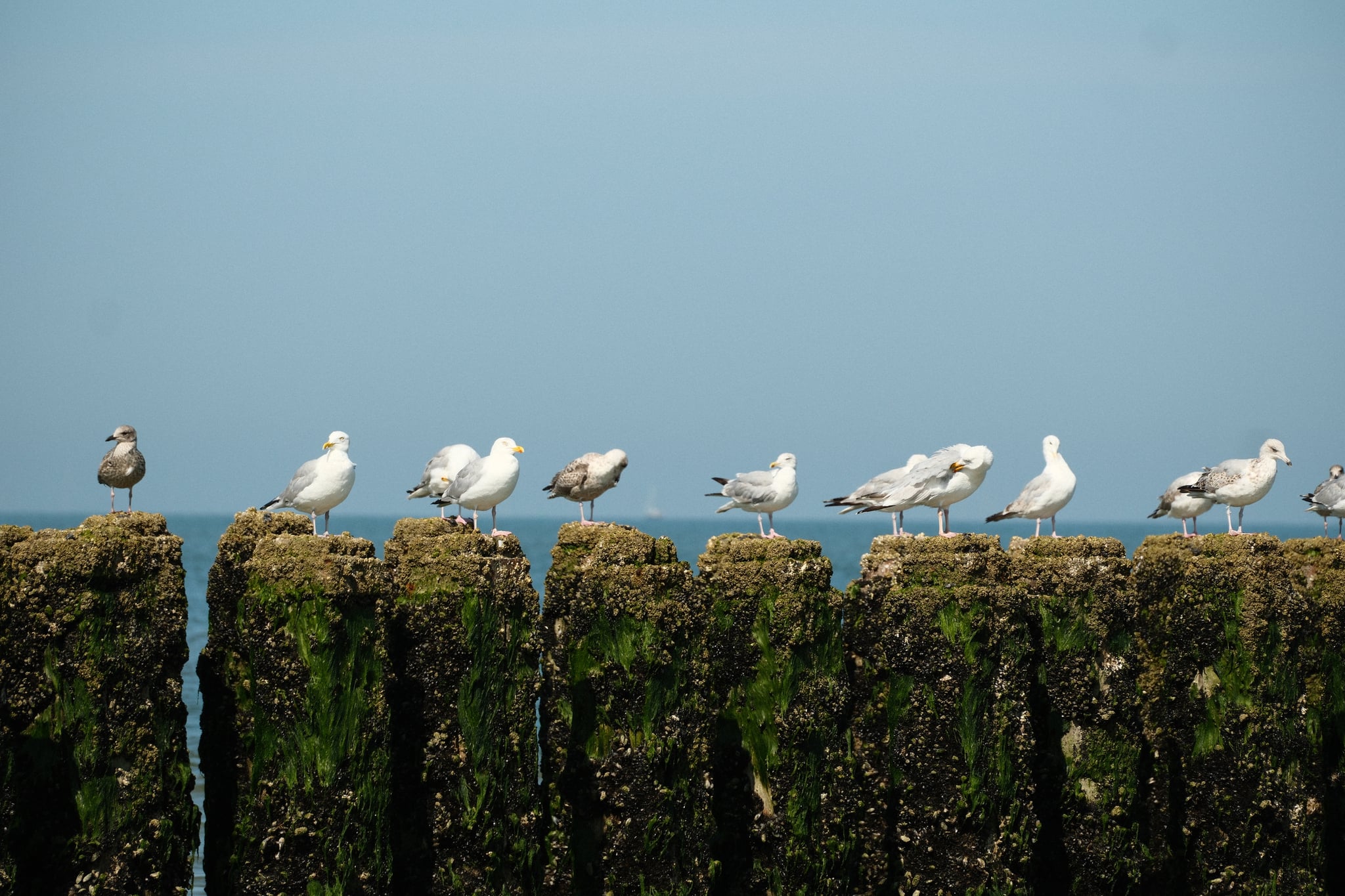 Seagulls perched on a row of moss-covered wooden posts against a clear blue sky