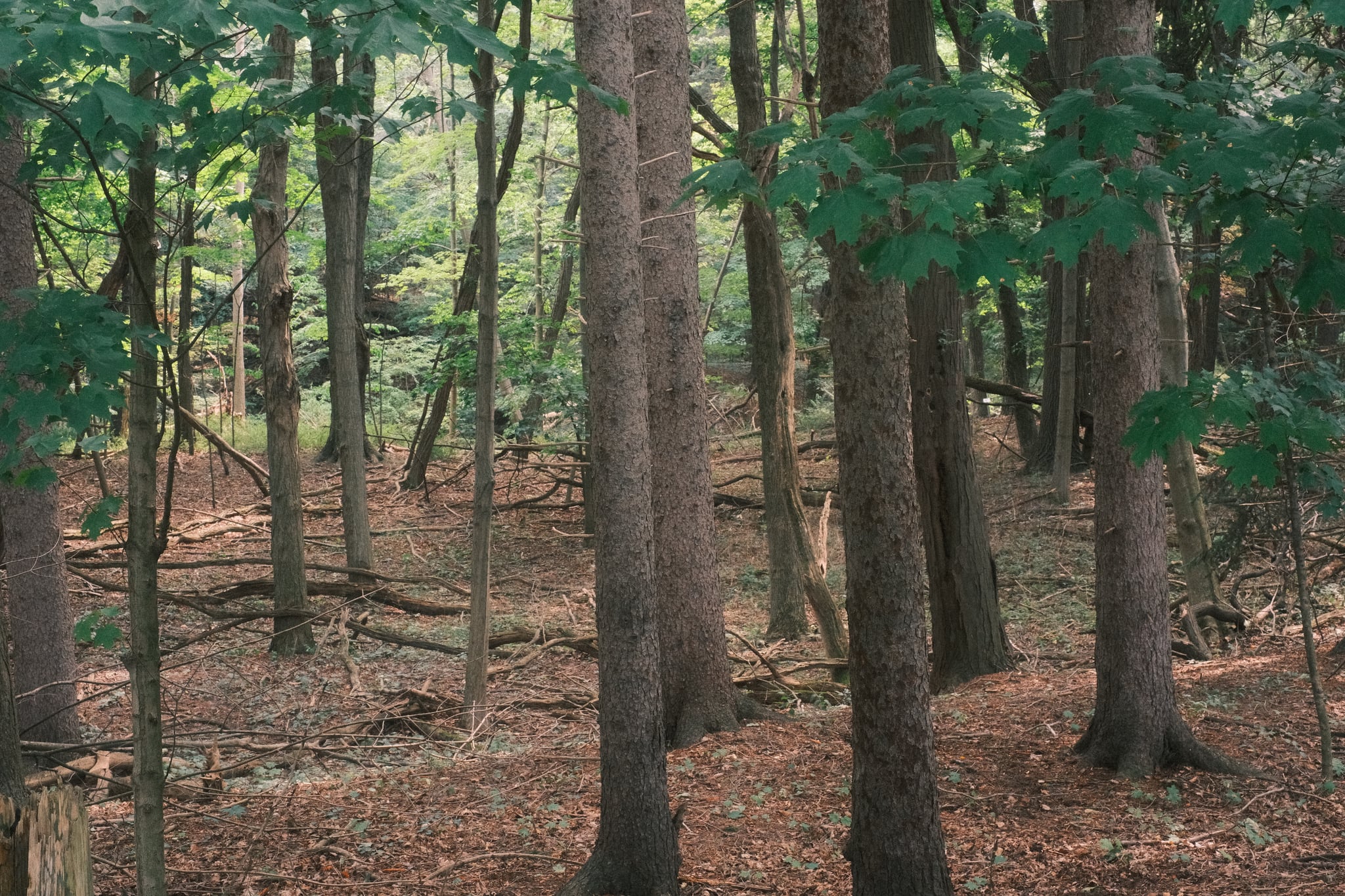 Quiet woodland with tall, straight tree trunks and a brown leaf-covered forest floor, lit by soft daylight filtering through the canopy
