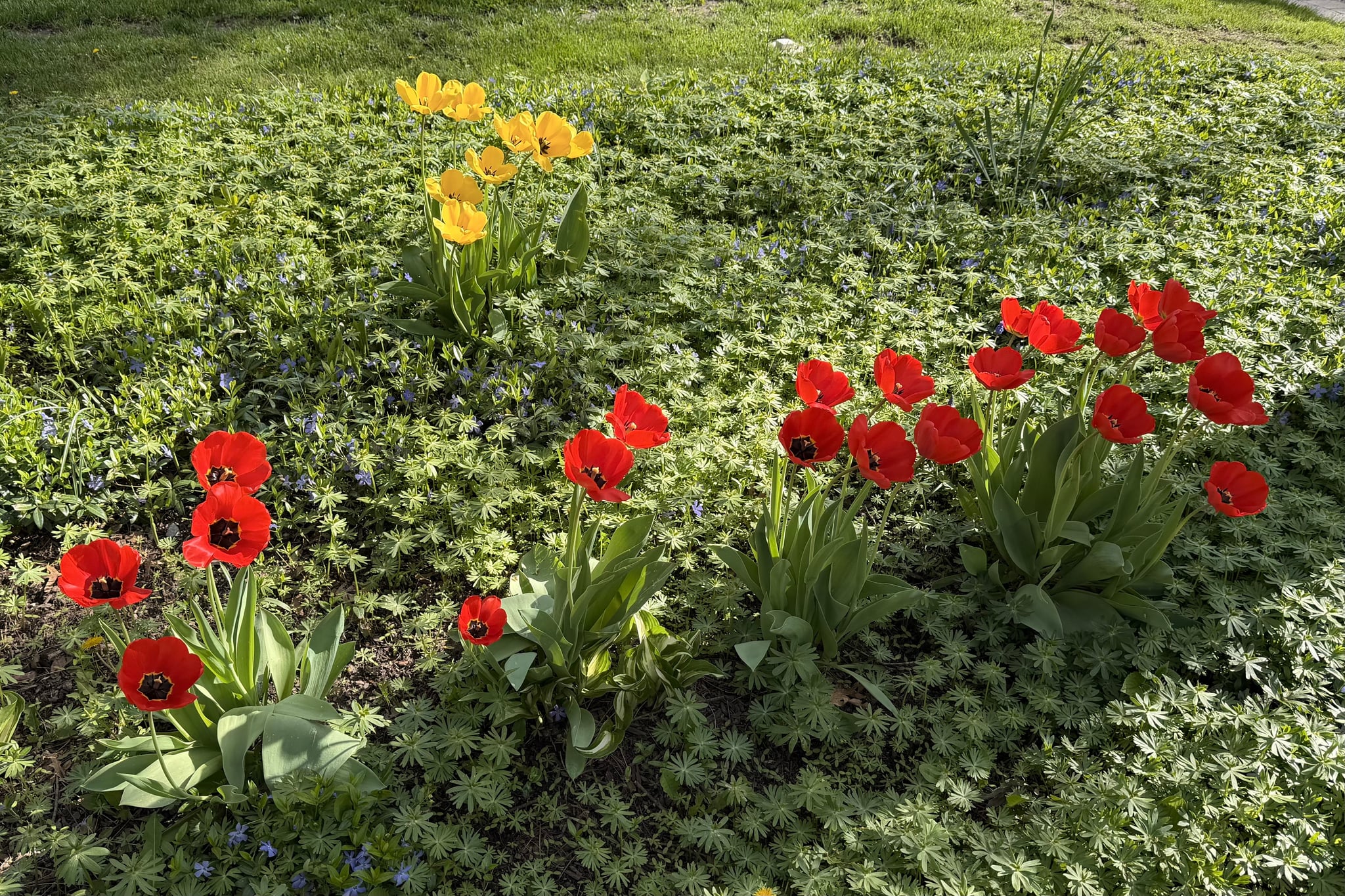 Red and orange poppies blooming in a lush green garden bed