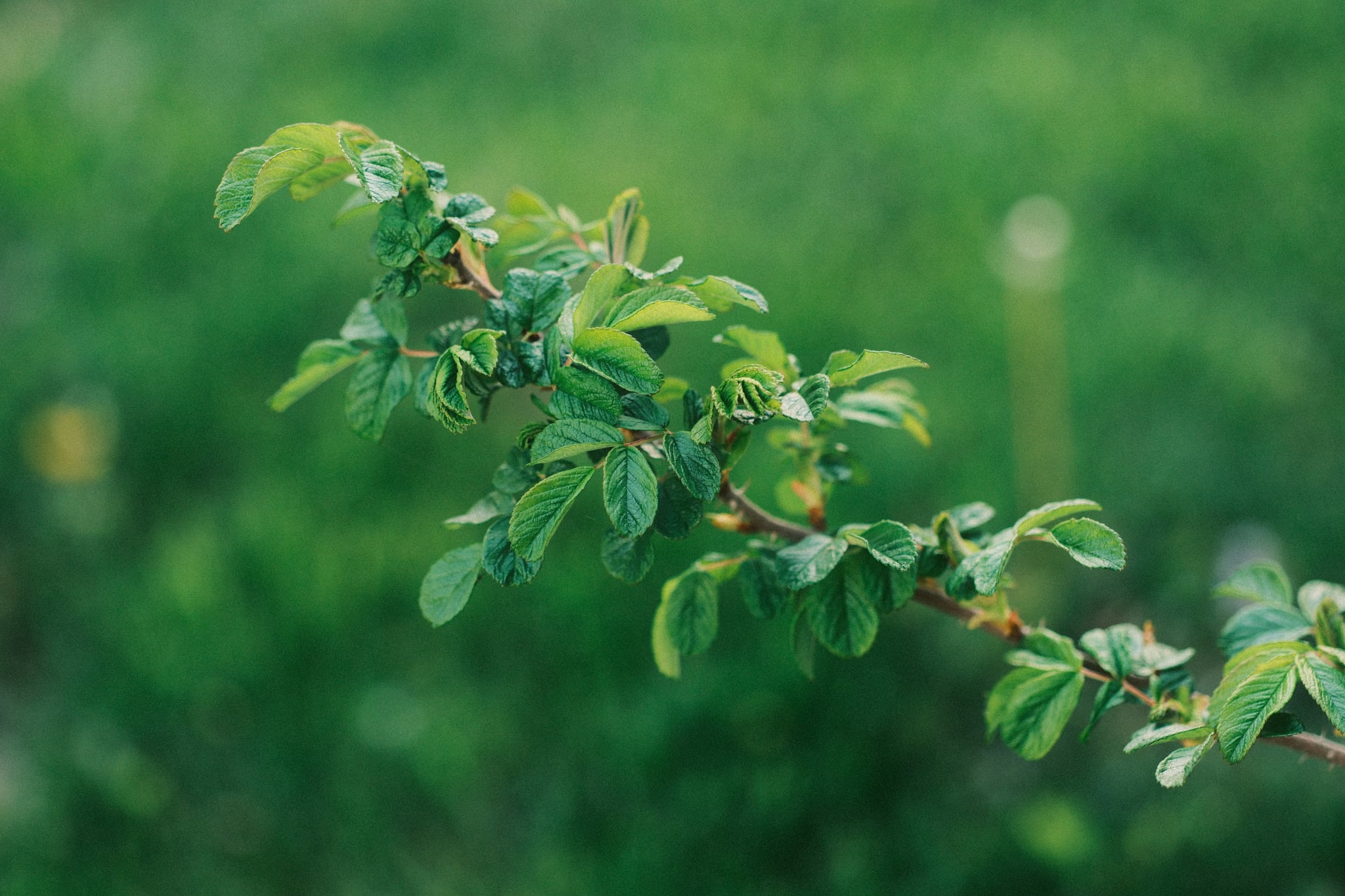 A branch with green leaves against a blurred green background