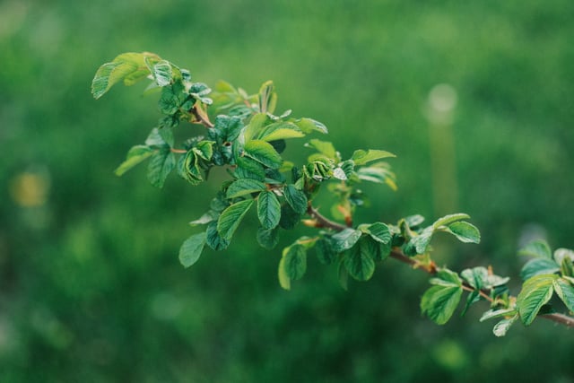 A branch with green leaves against a blurred green background