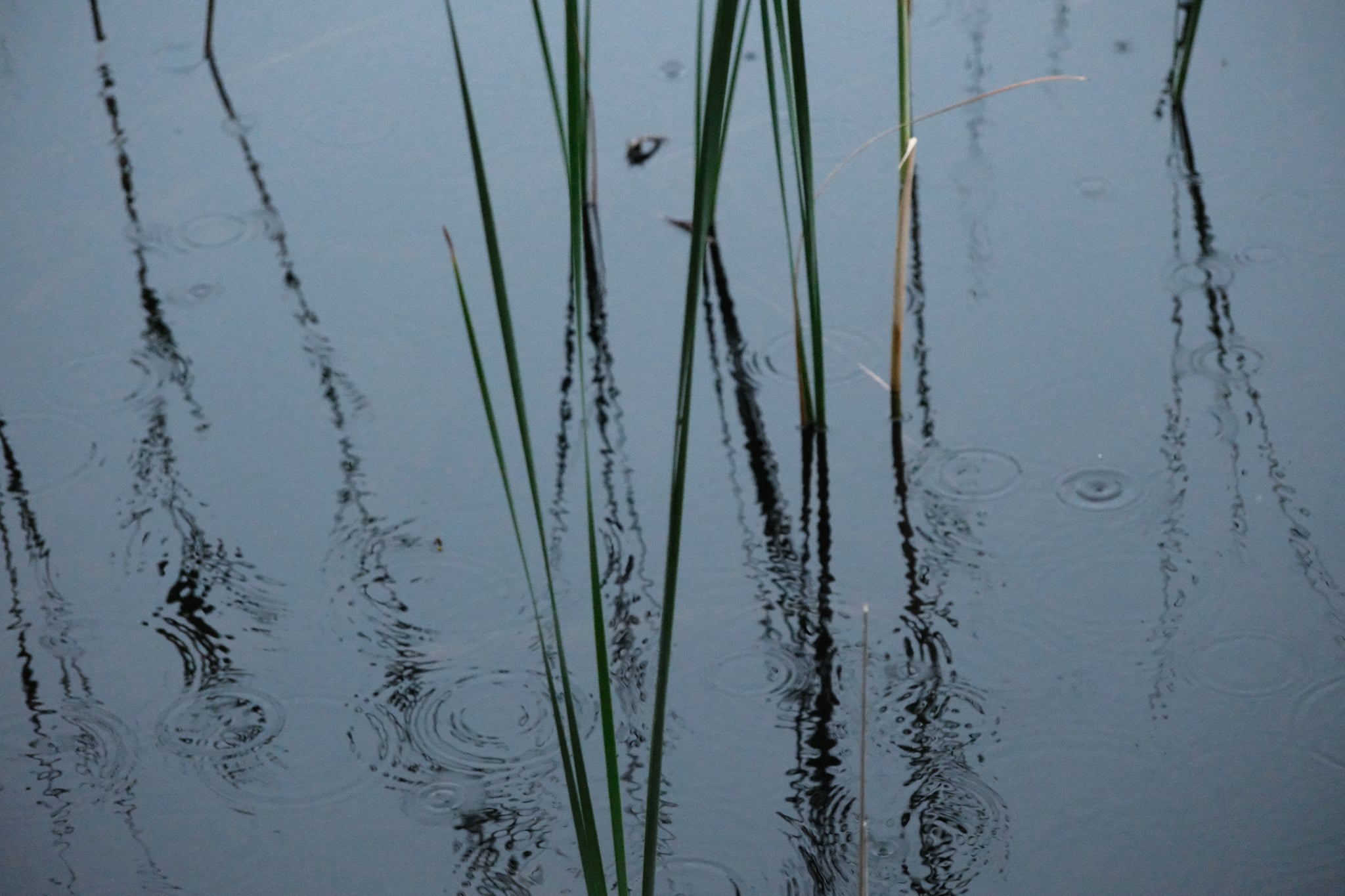 Tall reeds mirrored in calm water with subtle ripples and a muted blue-gray tone
