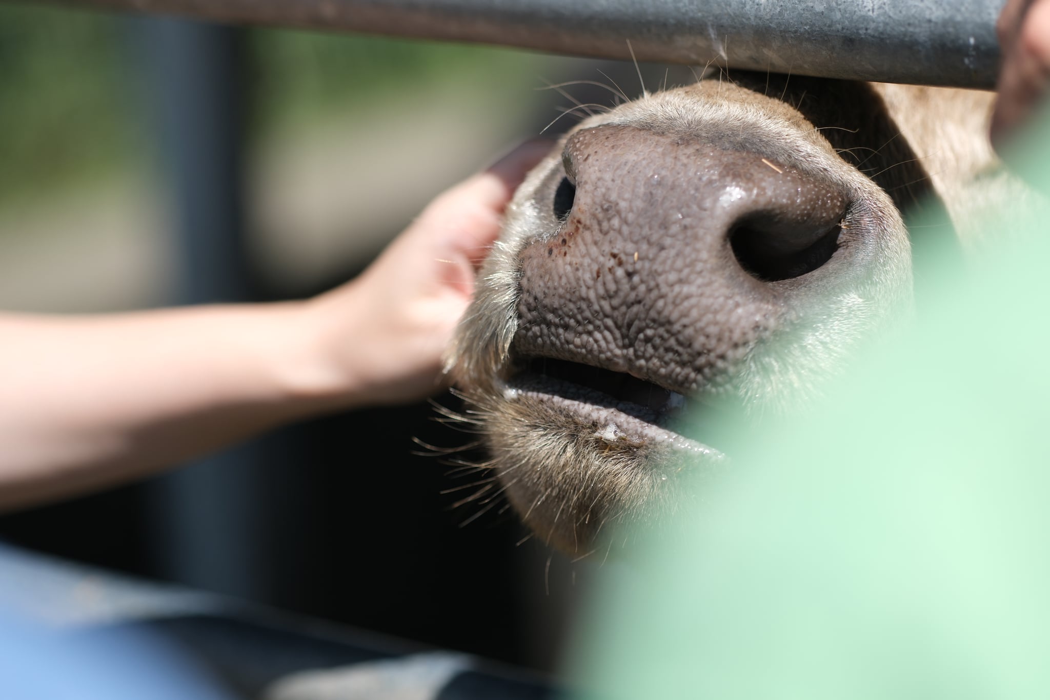 A close-up of a cow's nose being petted by a person's hand