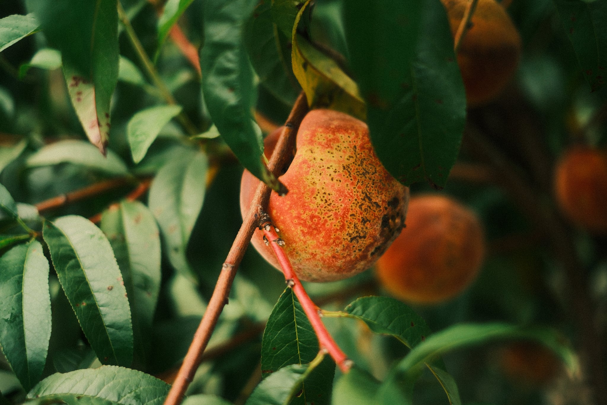 Close-up of ripe orange fruits hanging on a leafy branch in warm light