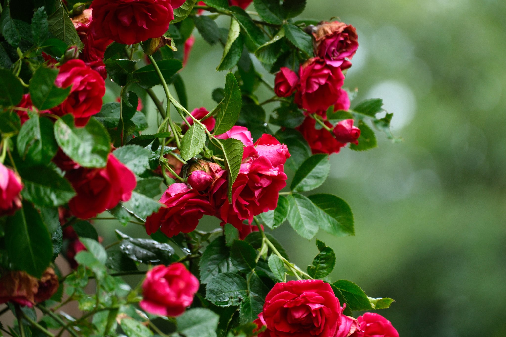 Cluster of vibrant red roses in full bloom against lush green foliage and a softly blurred garden background