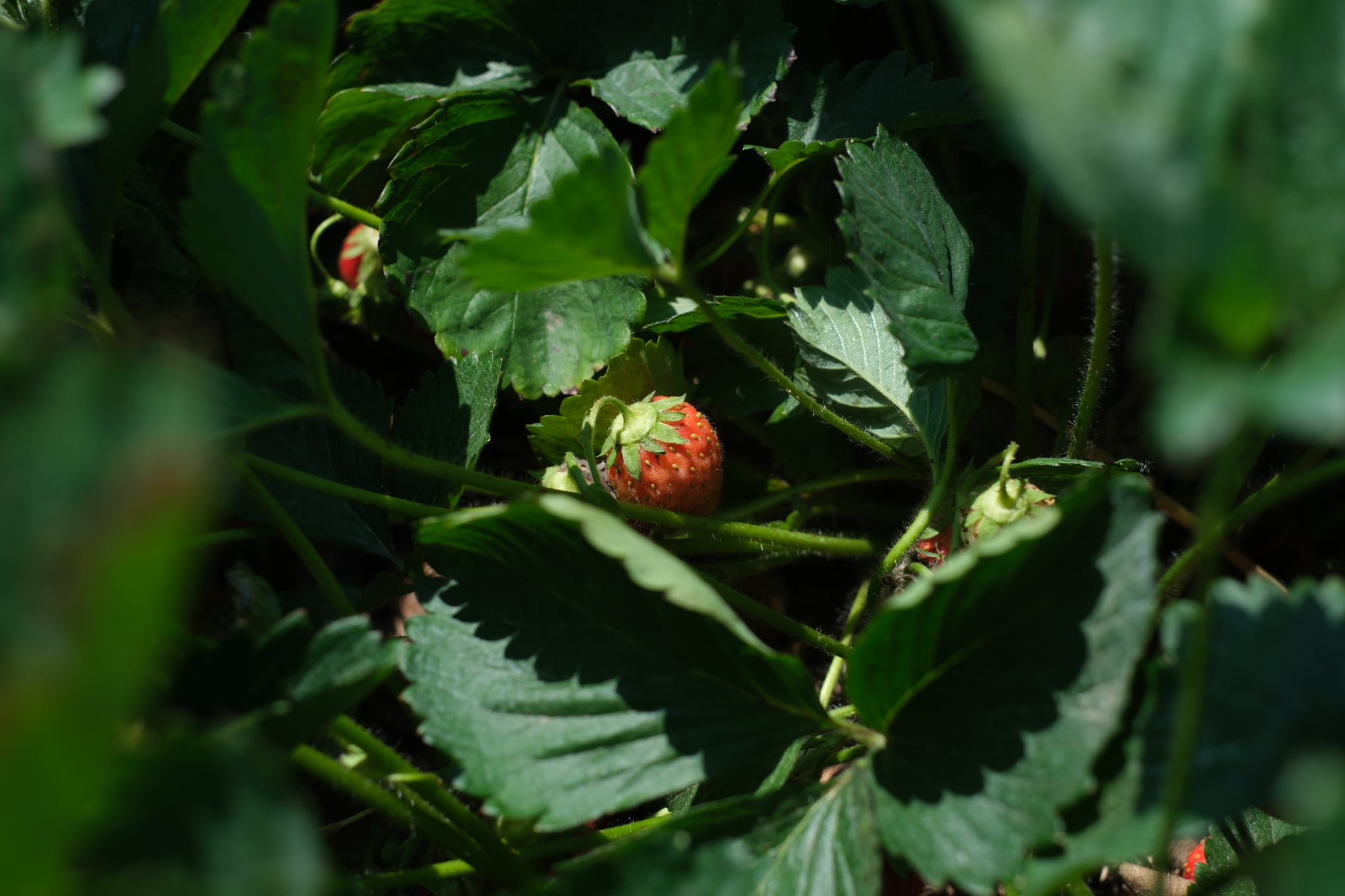 Strawberries growing among green leaves in a garden setting
