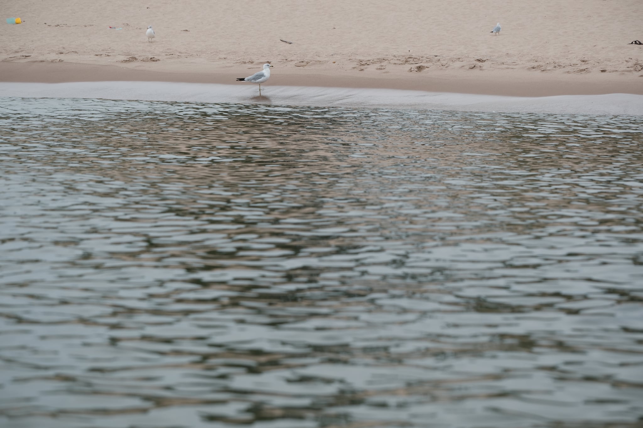 Calm rippling ocean water in the foreground with a sandy shoreline and a few distant seabirds in the background