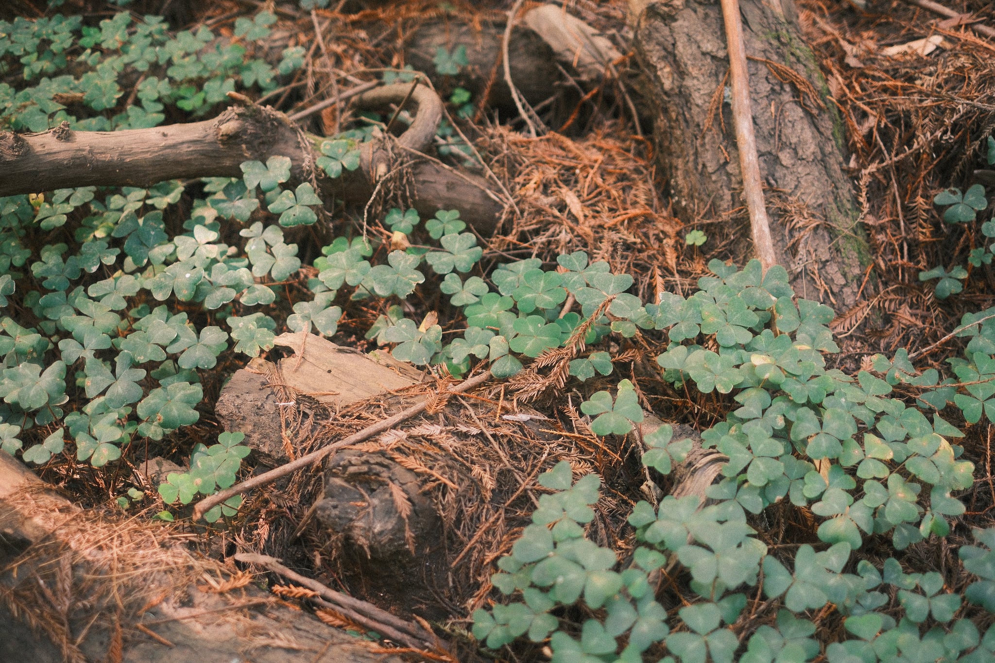 A weathered tree stump and fallen branches nestled among lush green foliage and dry pine needles on a forest floor