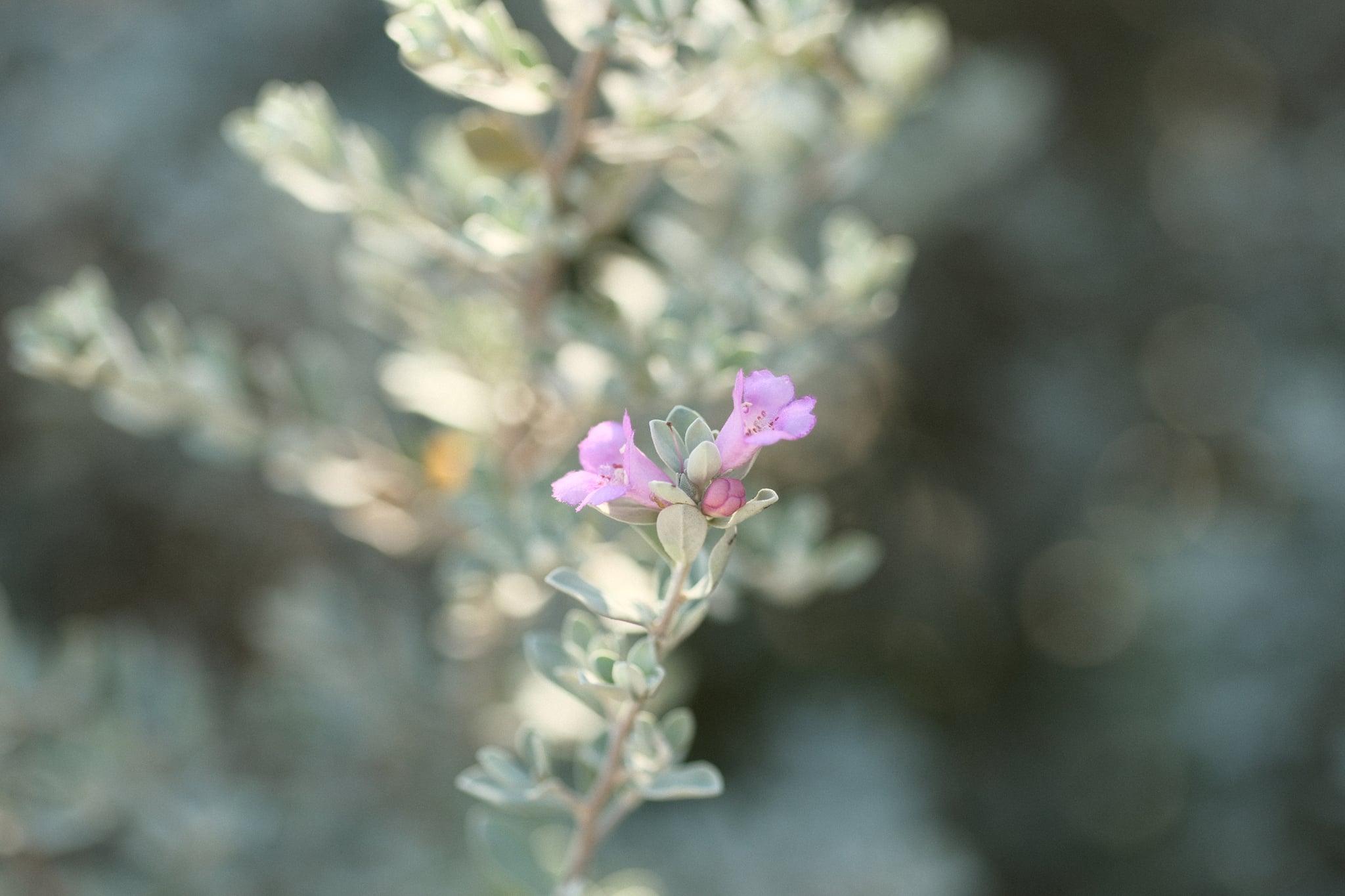 Soft-focus close-up of a small branch with pale pink blossoms against a muted blue-gray bokeh background