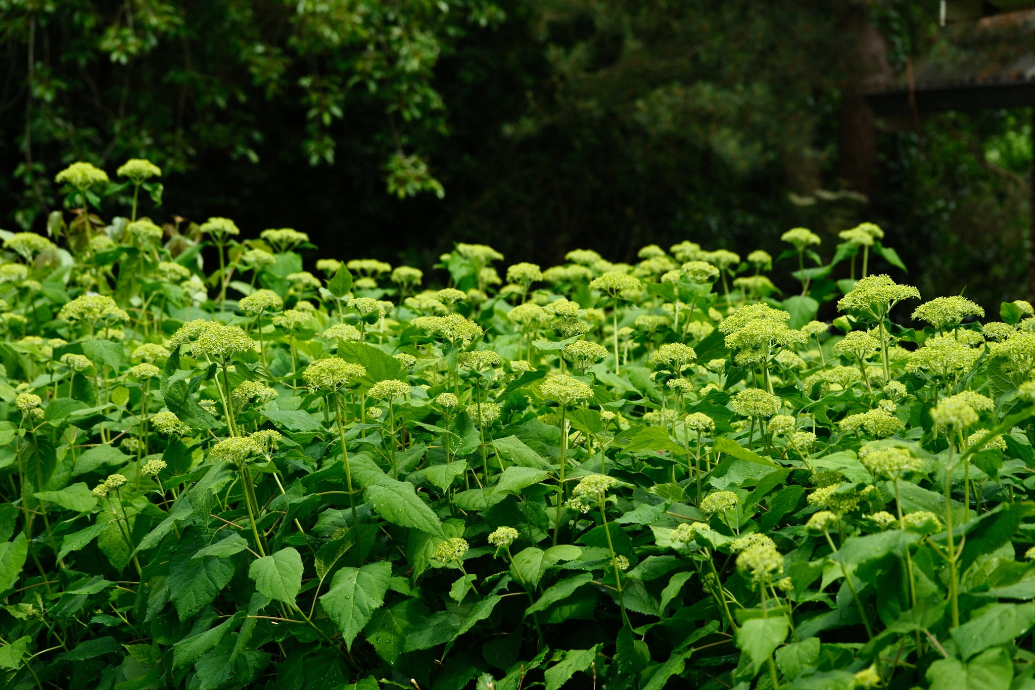 Dense cluster of bright green leafy plants in a natural outdoor setting with dark trees in the background