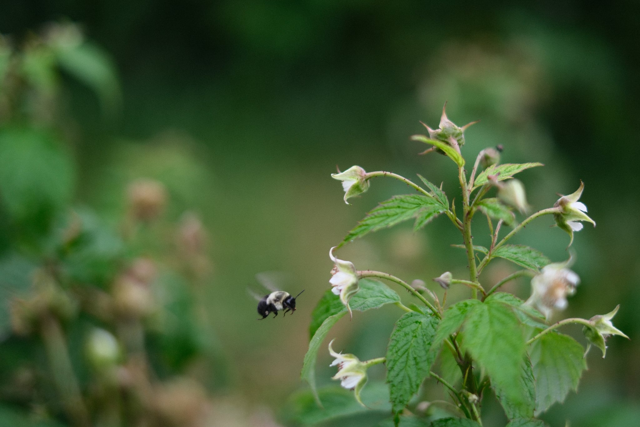 Small flying insect hovering near delicate white wildflowers against a soft green background