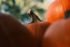 Close-up of orange pumpkins with a curved stem, softly blurred foreground, and green foliage in the background