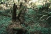 A weathered tree stump rises from an ivy-covered forest floor, surrounded by tangled branches and dappled sunlight