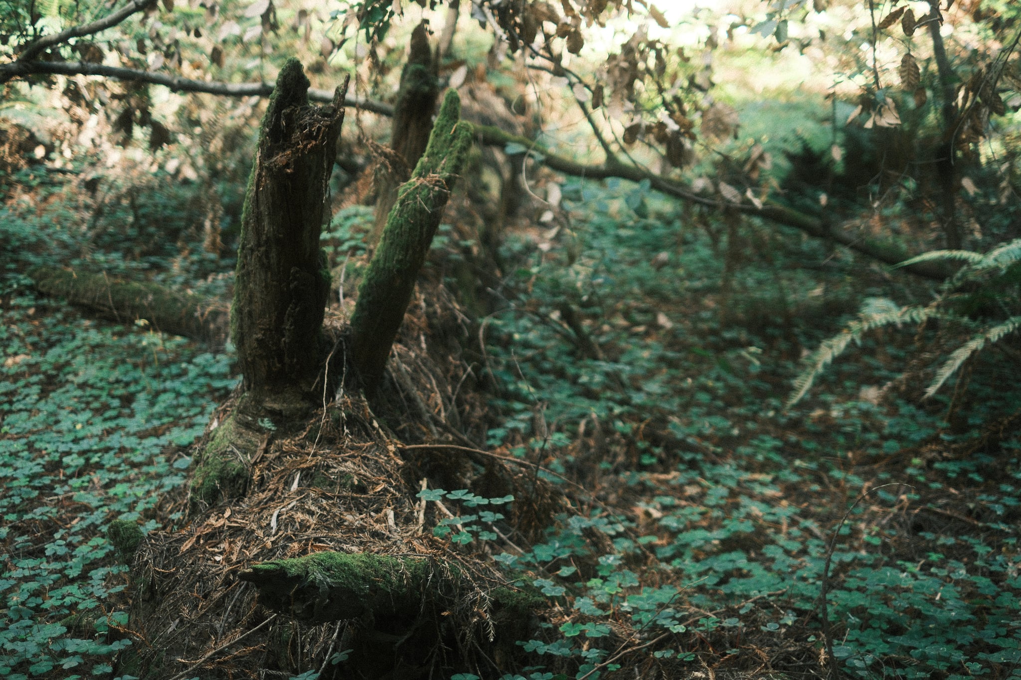 A weathered tree stump rises from an ivy-covered forest floor, surrounded by tangled branches and dappled sunlight