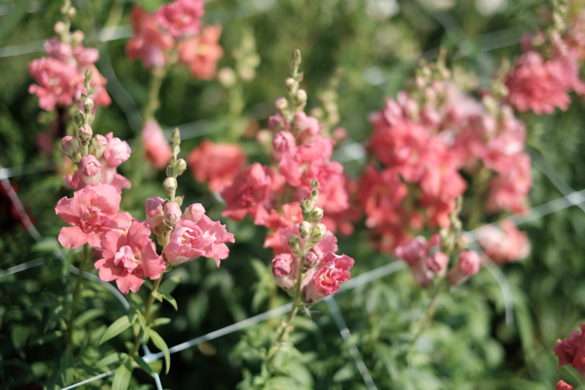 Pink flowers in bloom with green foliage in the background