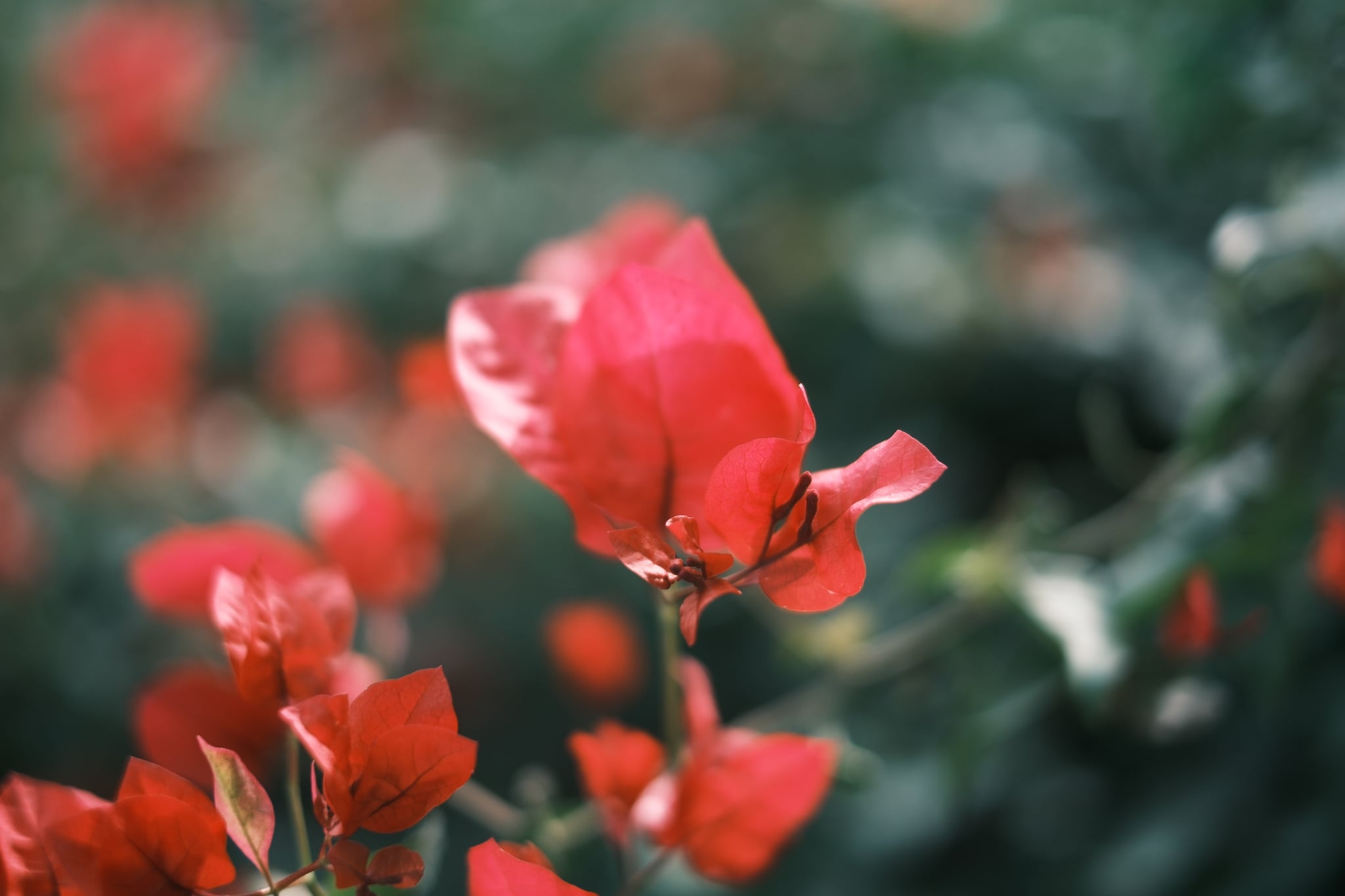 A close-up of a red flower with a blurred green background, highlighting the delicate texture of the petals