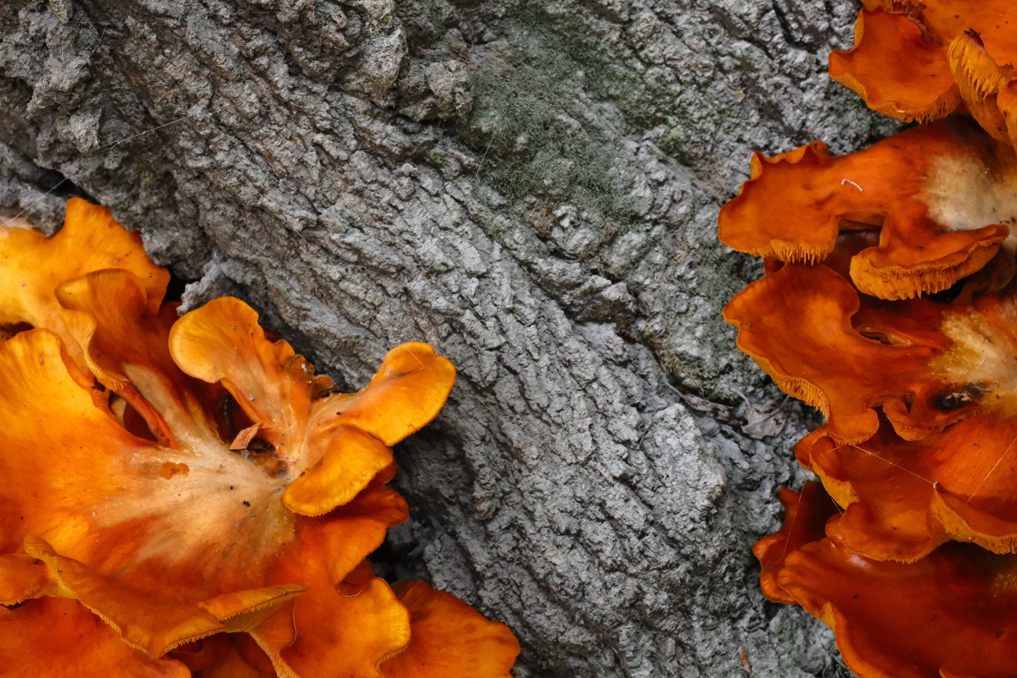 Close-up of bright orange bracket fungi growing on rough gray tree bark