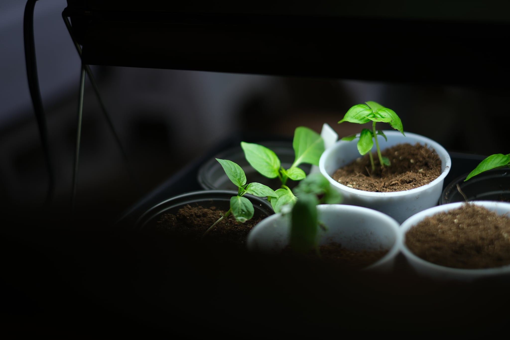 Young plants sprout in white containers under a beam of light in a darkened setting