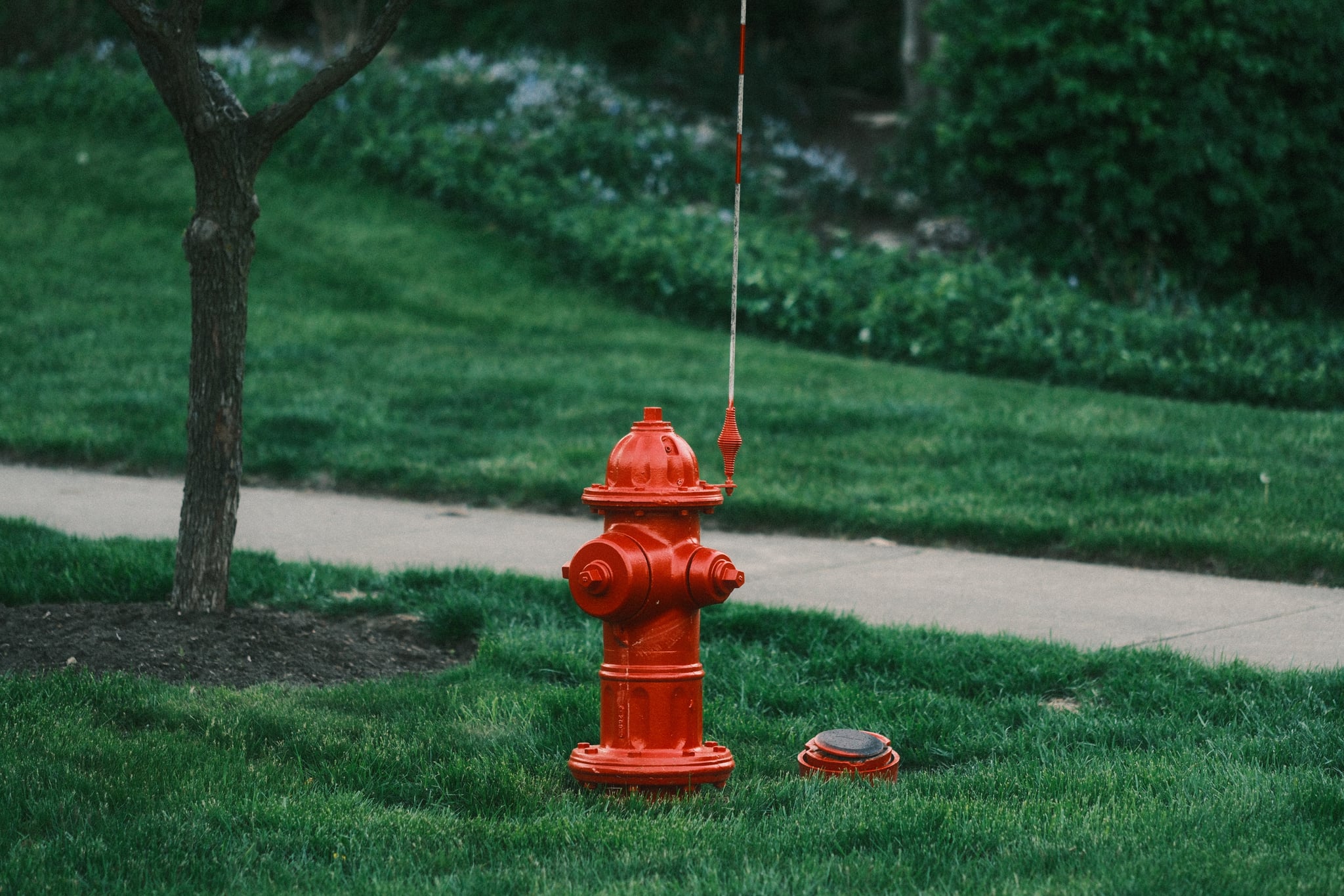 A red fire hydrant on a grassy area near a sidewalk, with a tree nearby