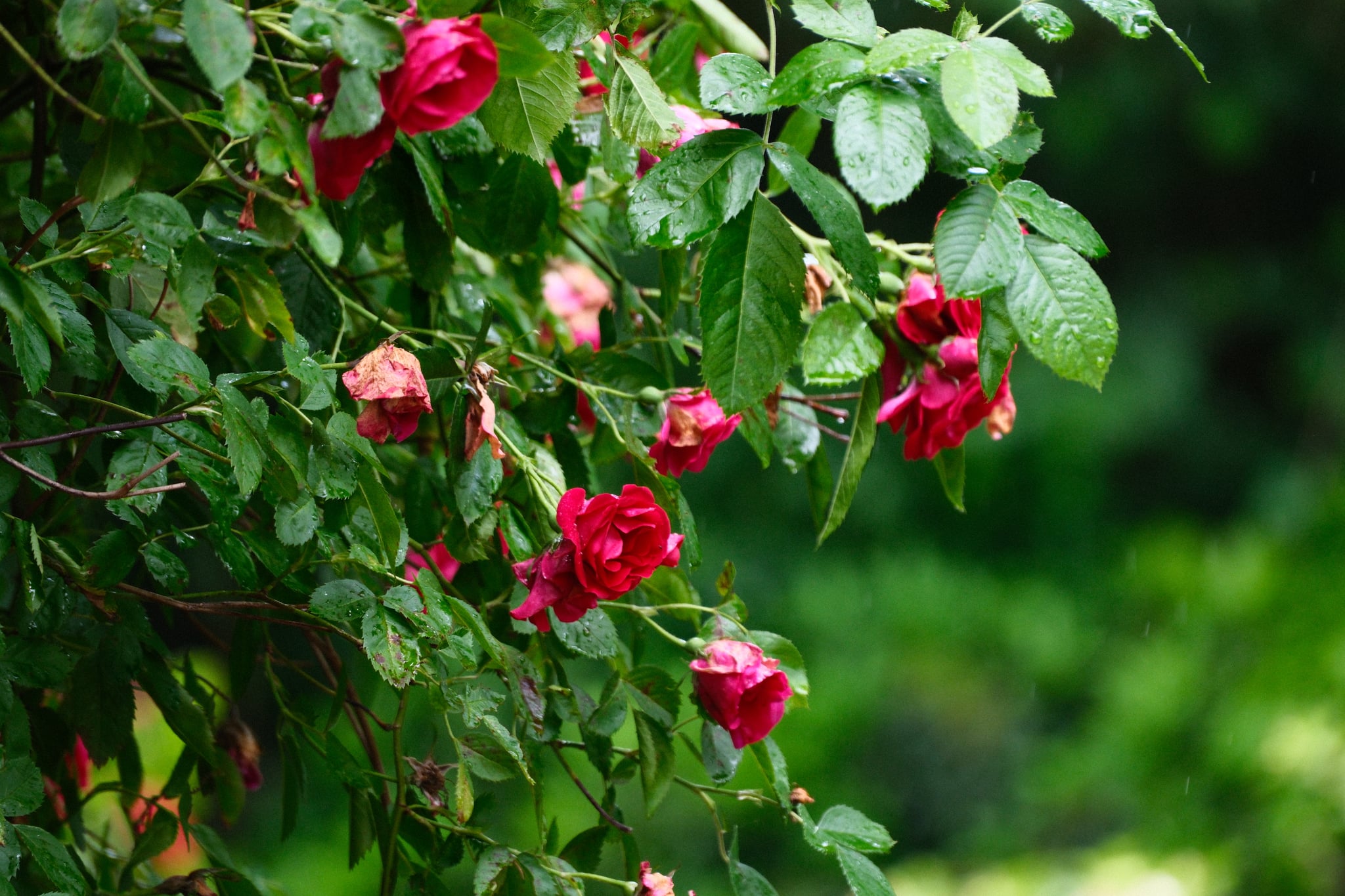 Red rose blossoms and buds among lush green leaves in a sunlit garden