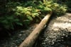 A fallen log spans a rocky forest stream, surrounded by lush green ferns and dappled sunlight