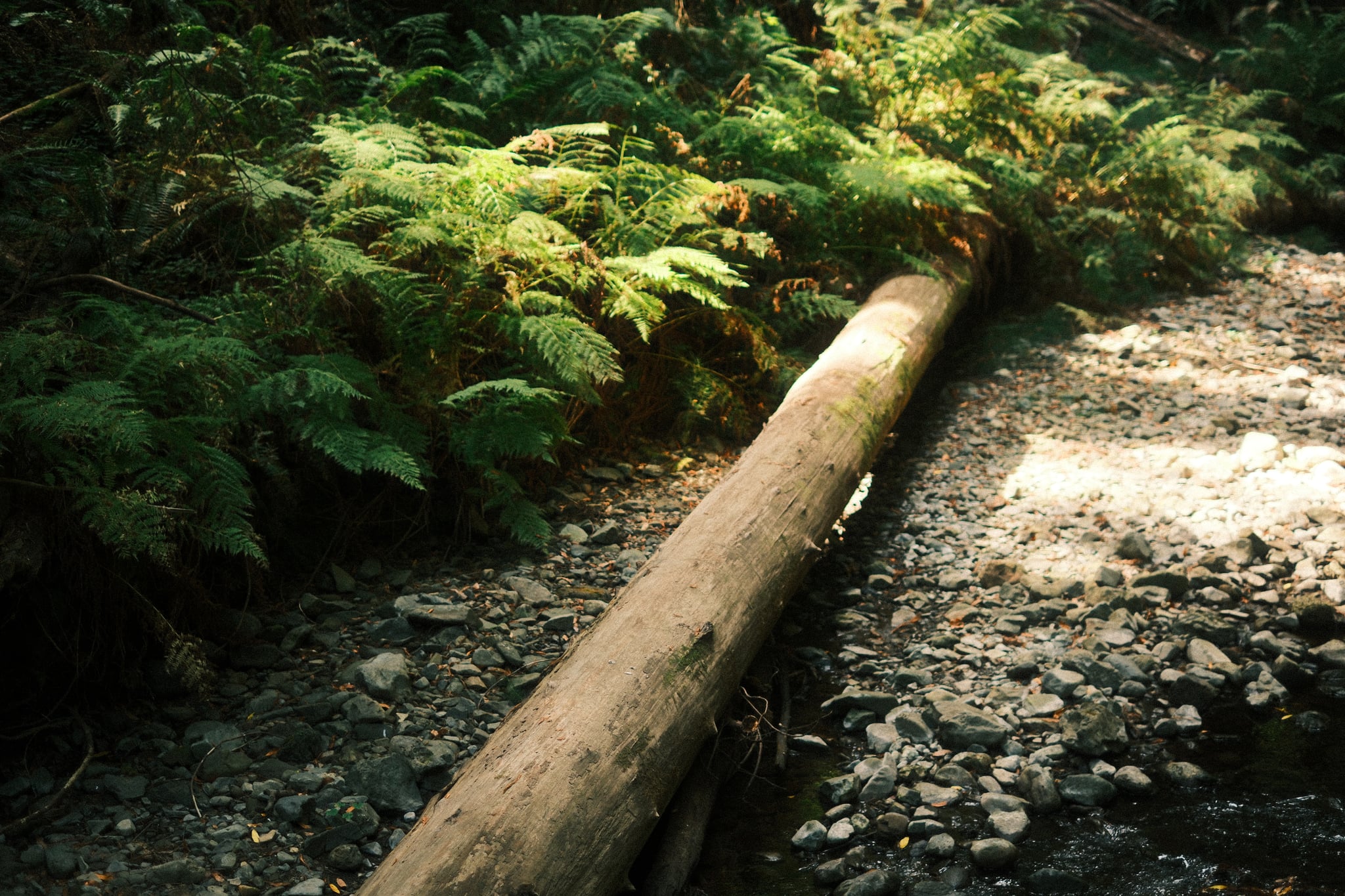 A fallen log spans a rocky forest stream, surrounded by lush green ferns and dappled sunlight