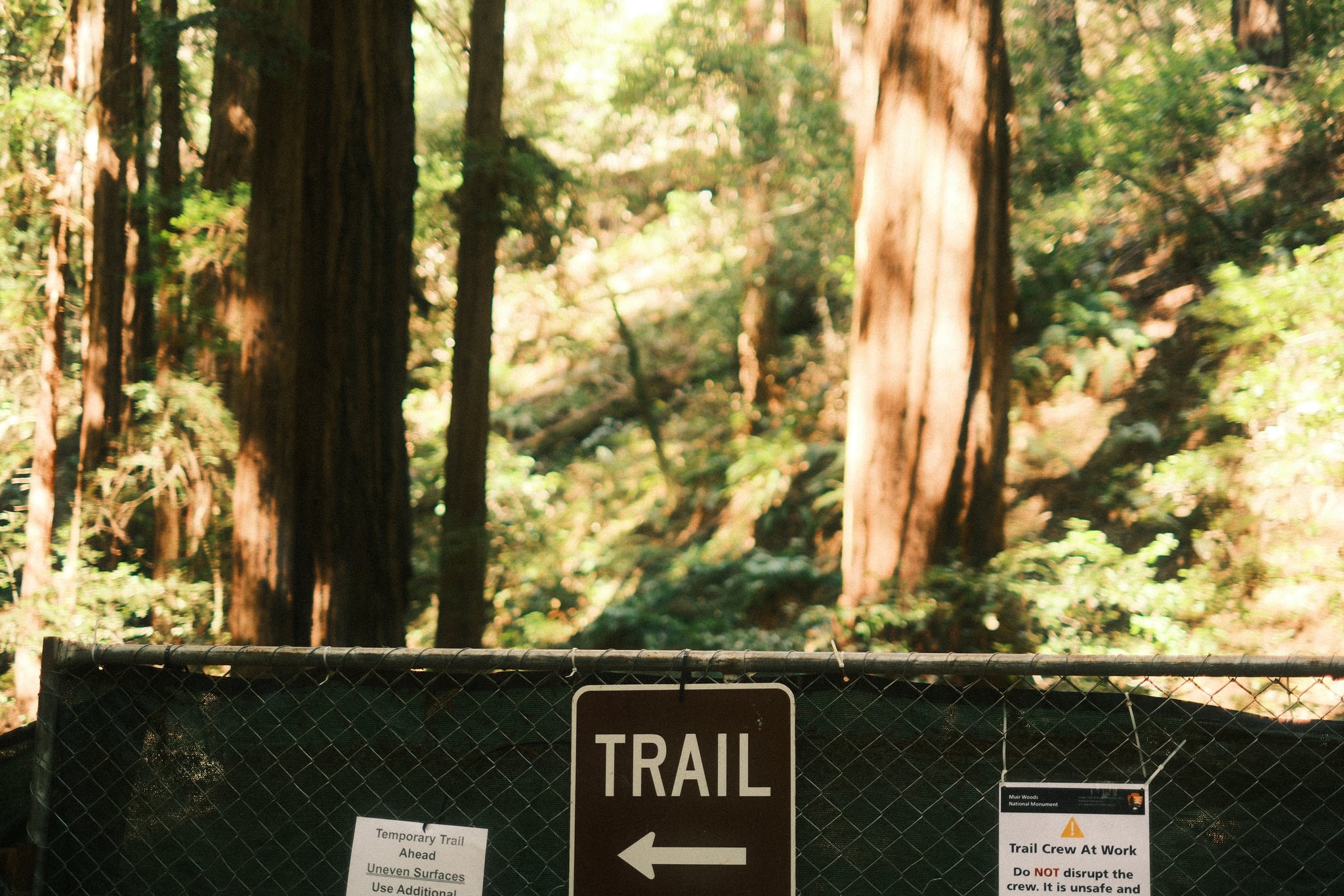 A trail sign with a left-pointing arrow stands along a mesh fence amid tall trees and sunlit forest foliage