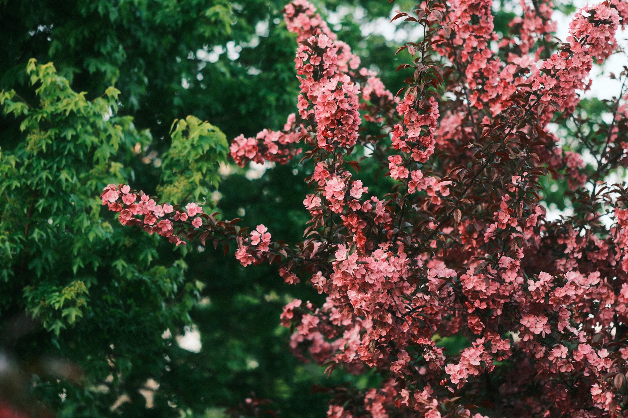 A tree with vibrant pink blossoms next to a tree with lush green leaves
