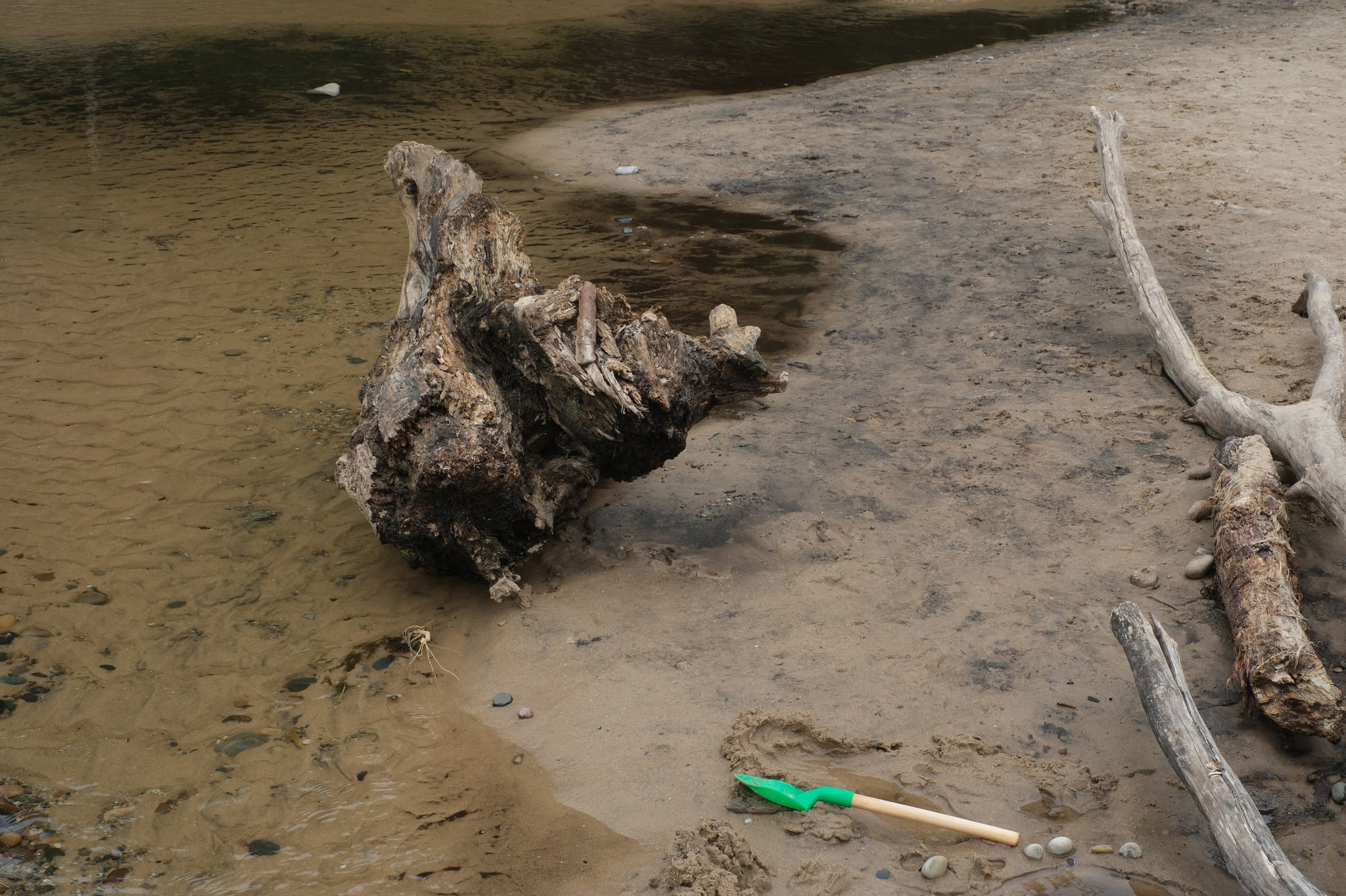 Driftwood and a plastic bottle washed onto a muddy lakeshore beside shallow water