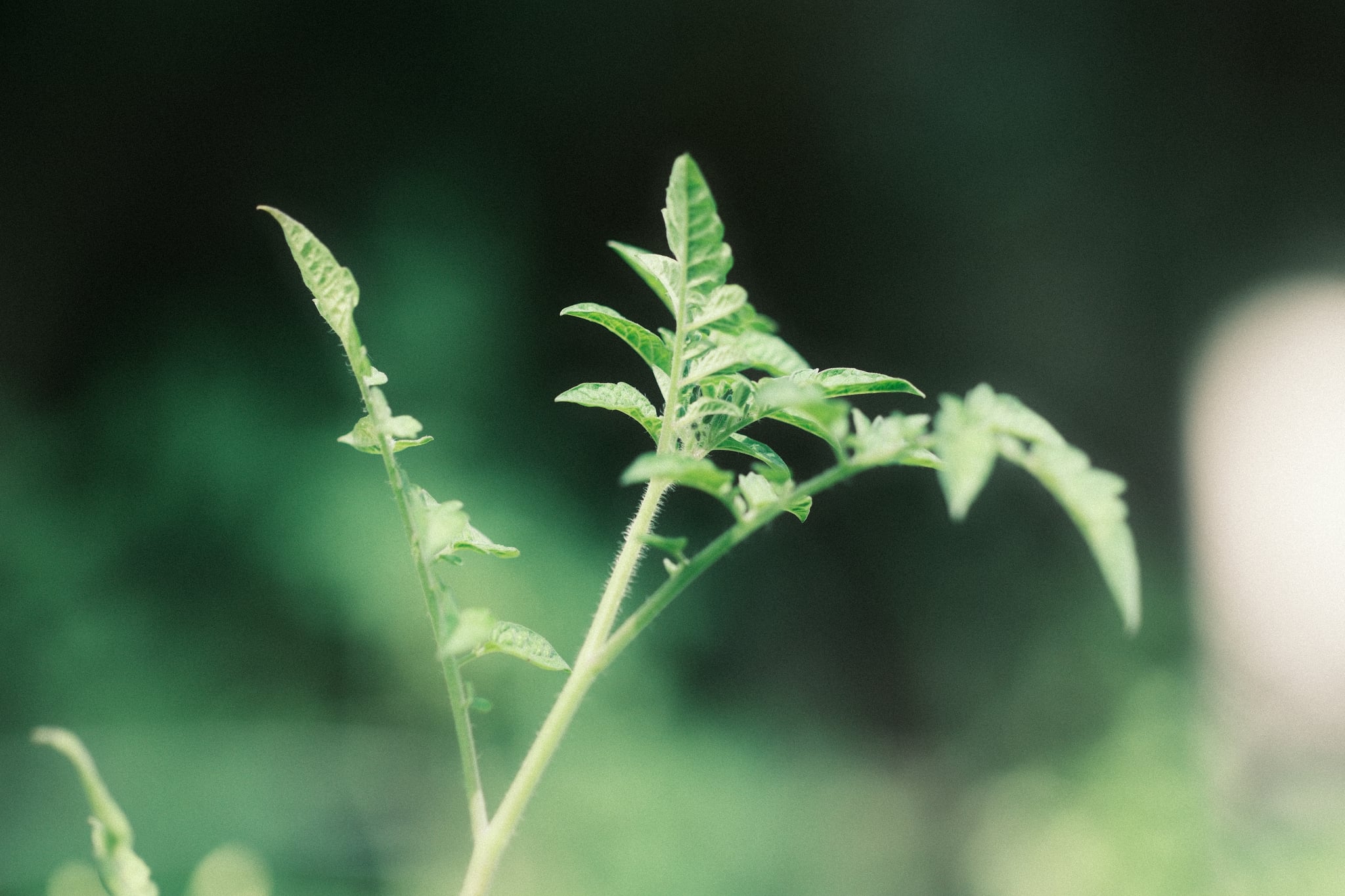 A close-up of a vibrant green plant with delicate leaves against a softly blurred background
