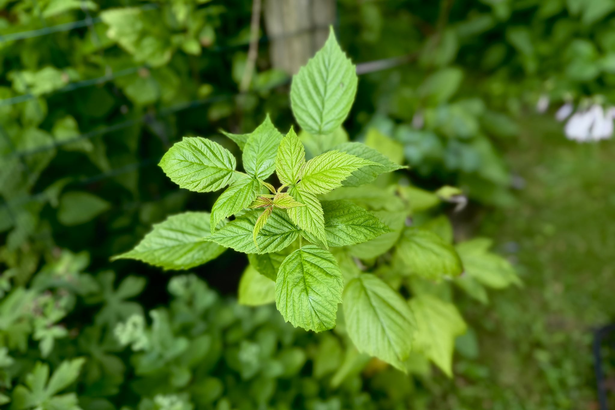 Close-up of vibrant green leaves on a shrub with a soft, leafy background