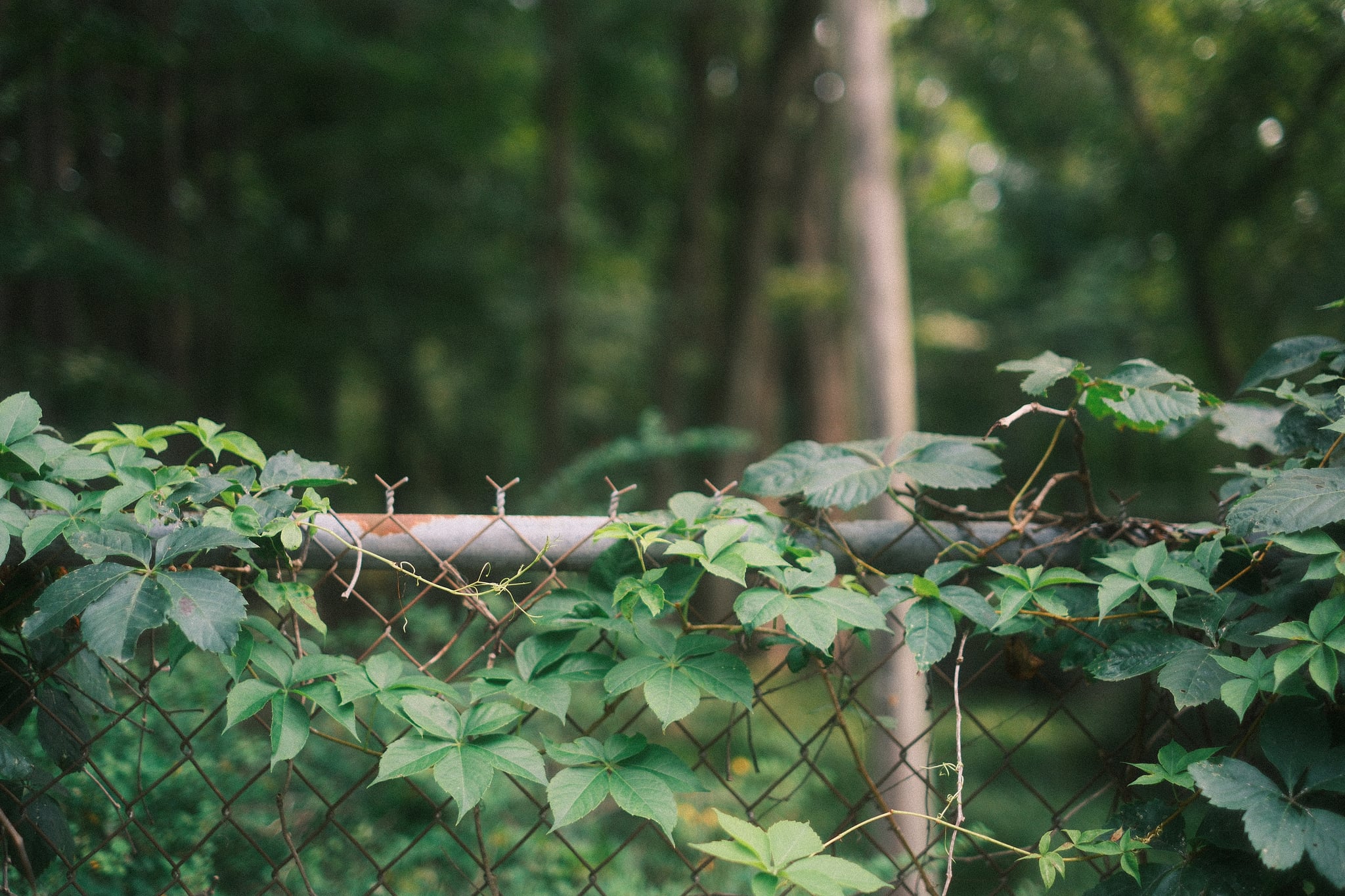 Green ivy and leafy vines growing over a horizontal wooden rail in a shaded forest, with softly blurred trees in the background