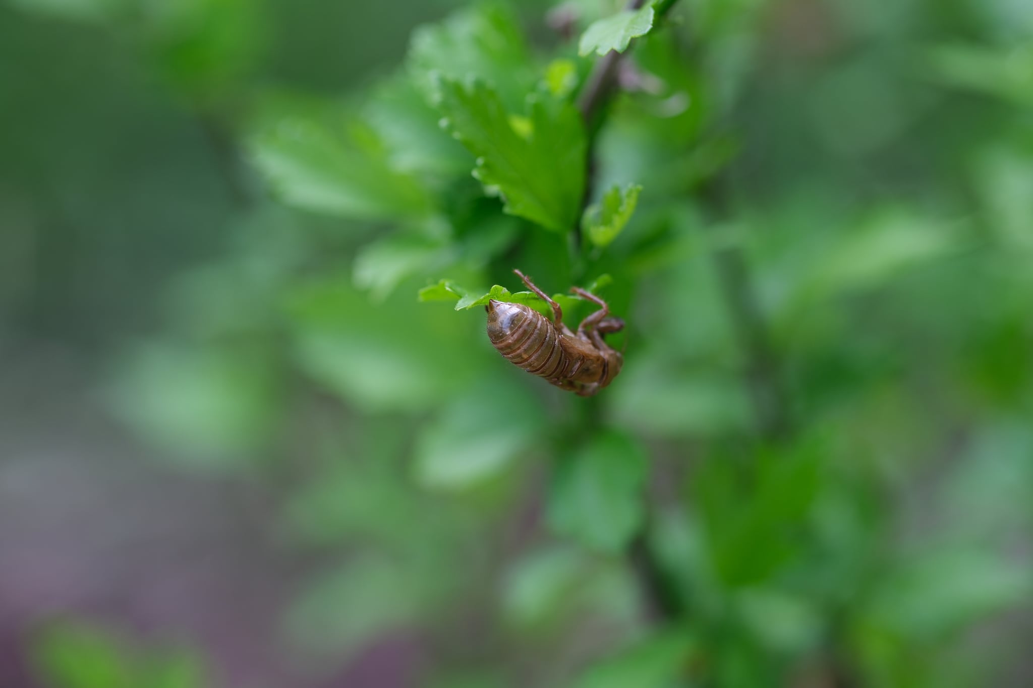 A close-up of a small insect clinging to the underside of a green leaf, with a blurred green background suggesting a natural, outdoor setting