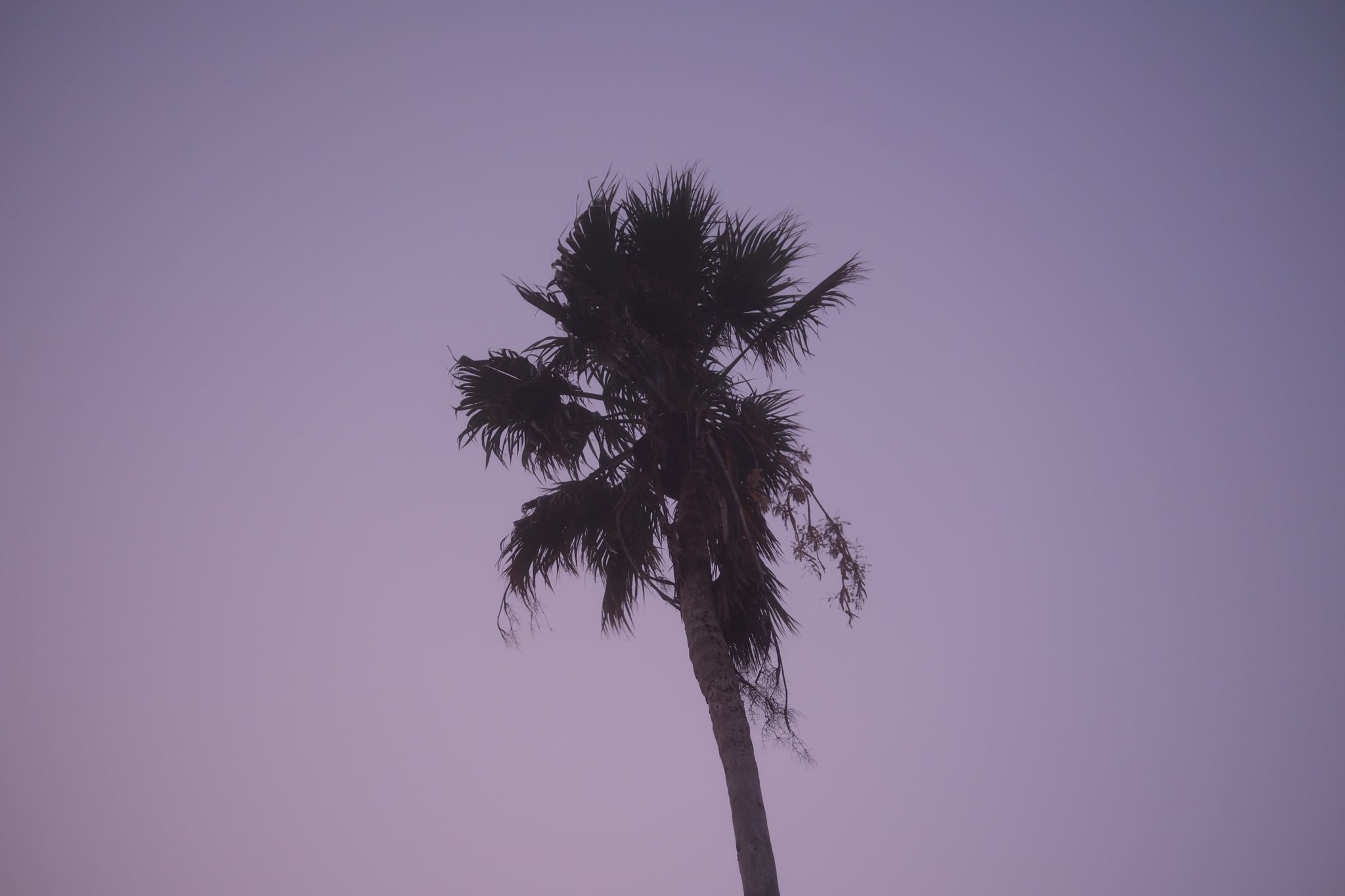 A tall palm tree silhouetted against a purple sky