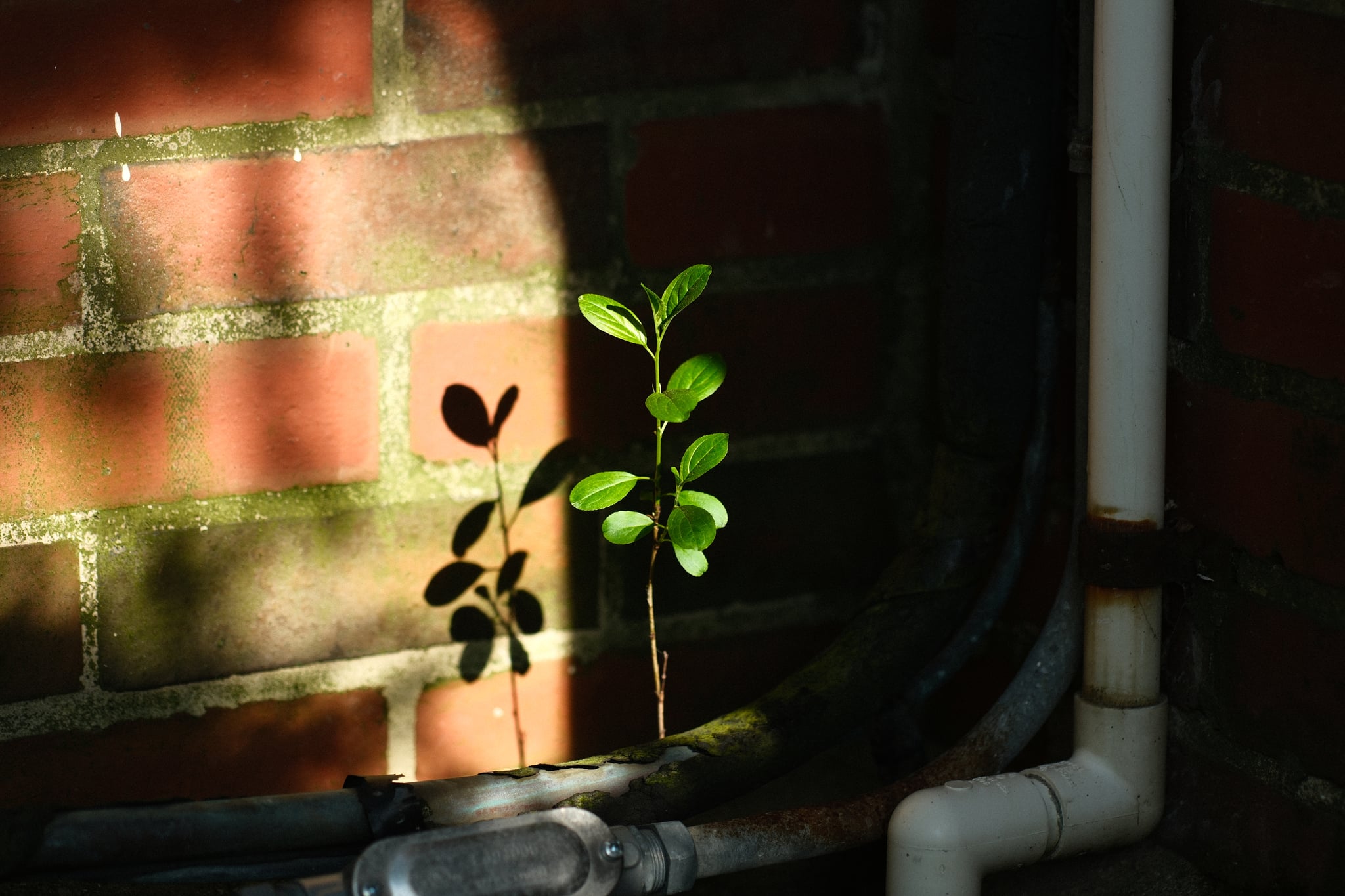 Small green plant sprouting between metal bars against a red brick wall in warm sunlight, with white PVC pipes below