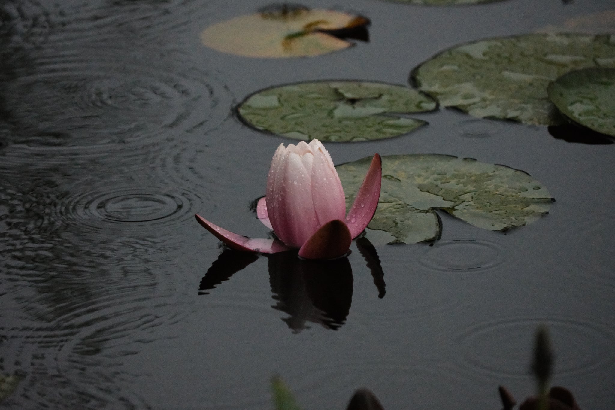 Pink water lily blooming among lily pads on calm, rippling pond water