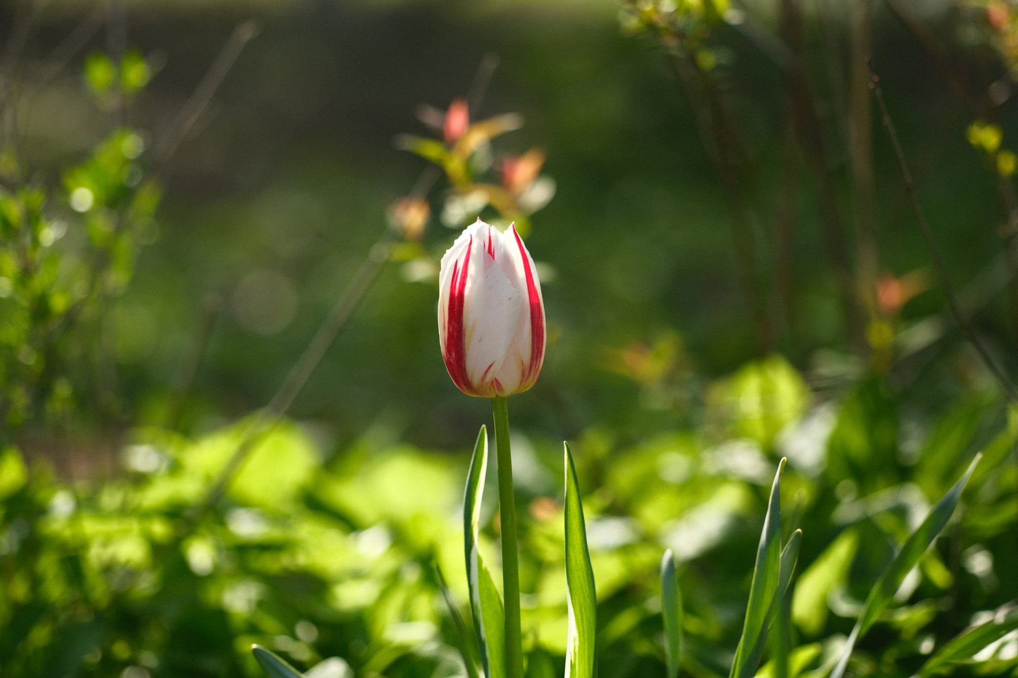 Single red-and-white tulip bud standing upright in a sunlit green garden with soft bokeh background