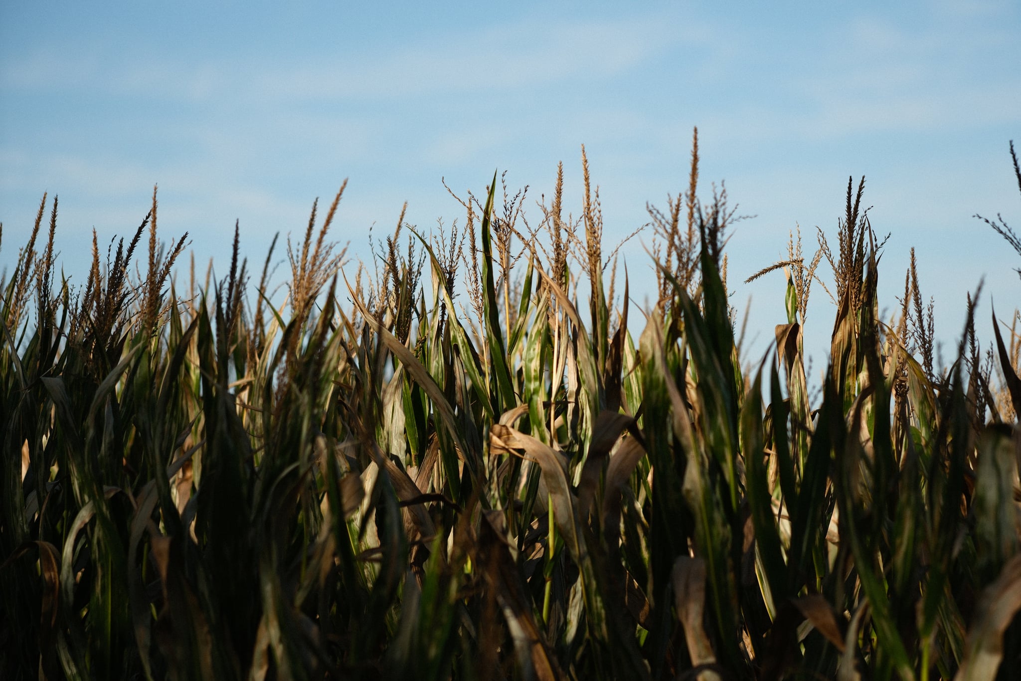 A field of tall corn plants with a clear blue sky in the background