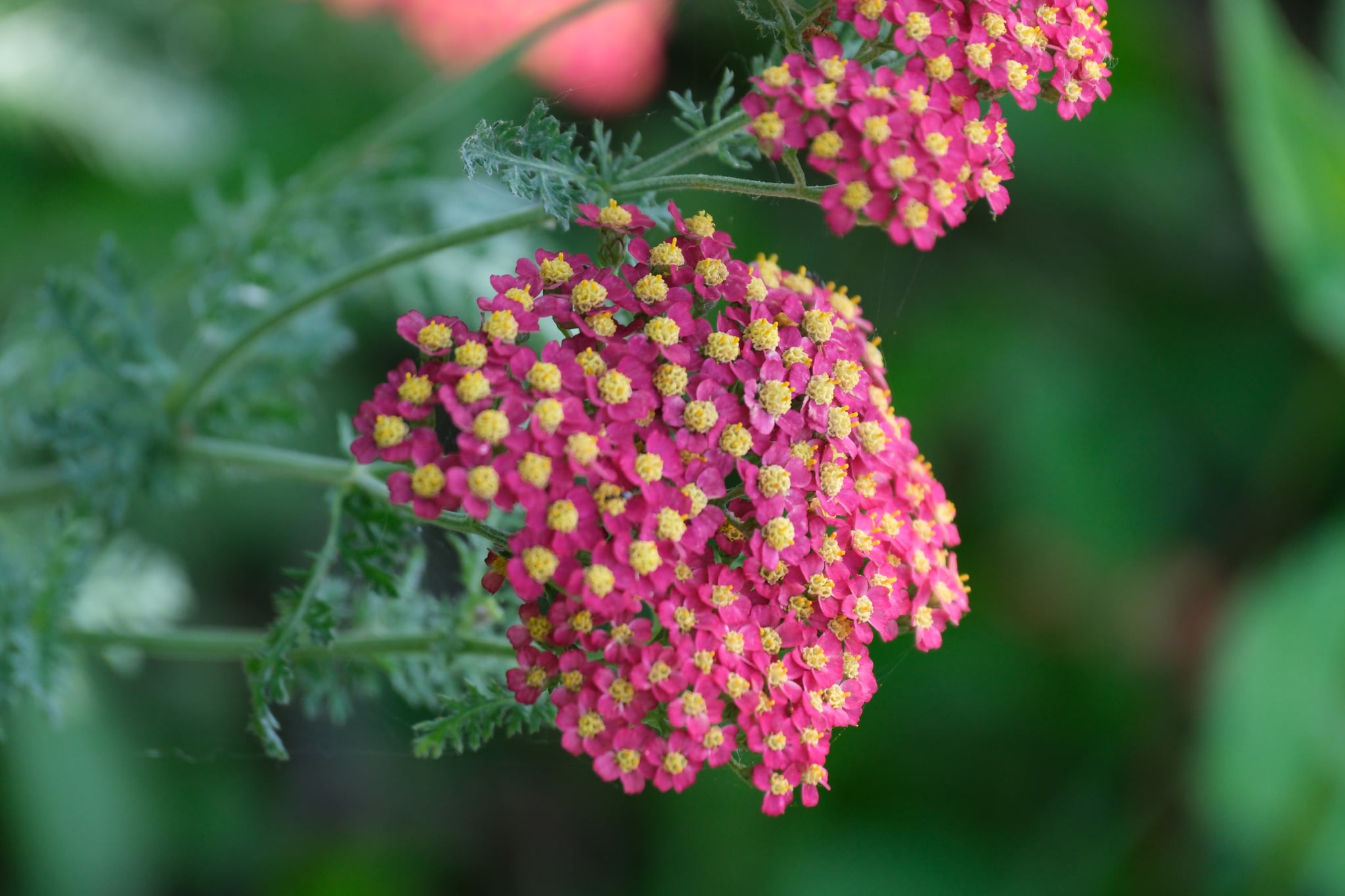 A cluster of small, vibrant pink flowers with yellow centers, surrounded by green, fern-like leaves
