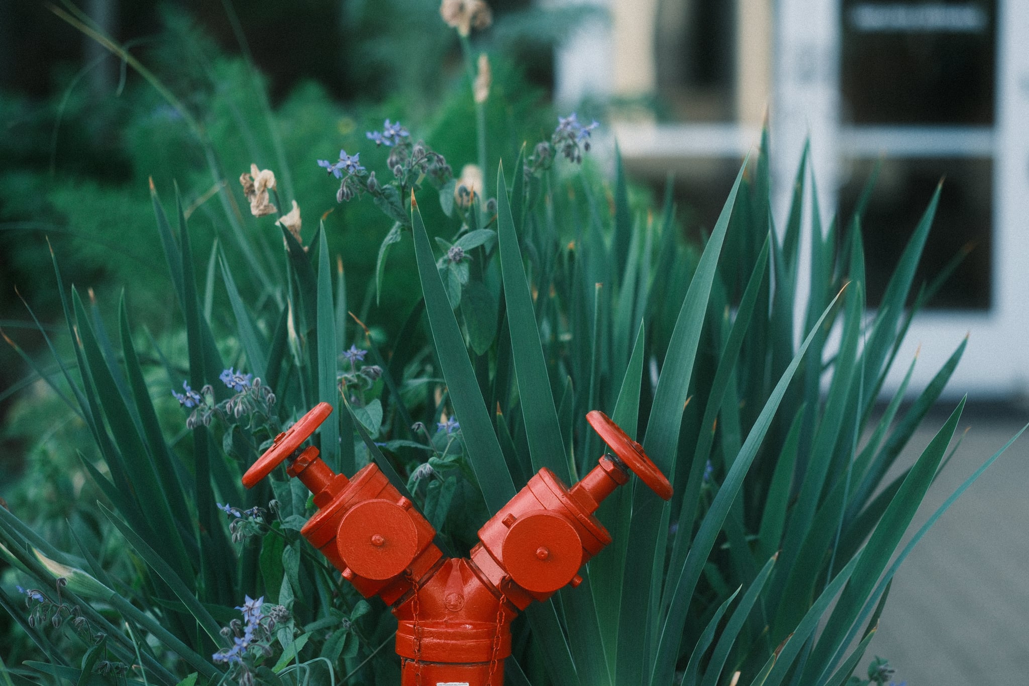 A red double-valve fire hydrant is surrounded by green plants, with a building entrance in the background