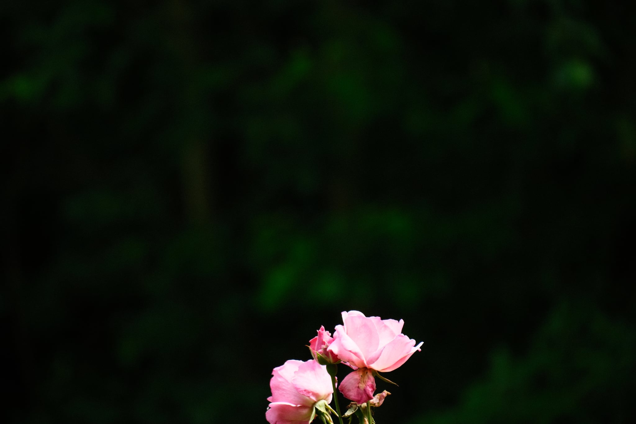 Single pink rosebud against a dark, blurred background