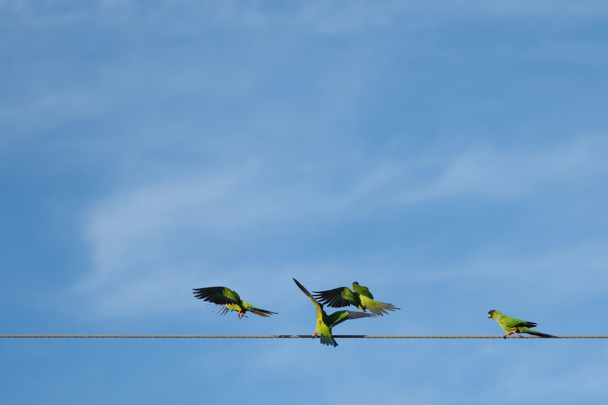 Four green parrots perched on a wire against a clear blue sky